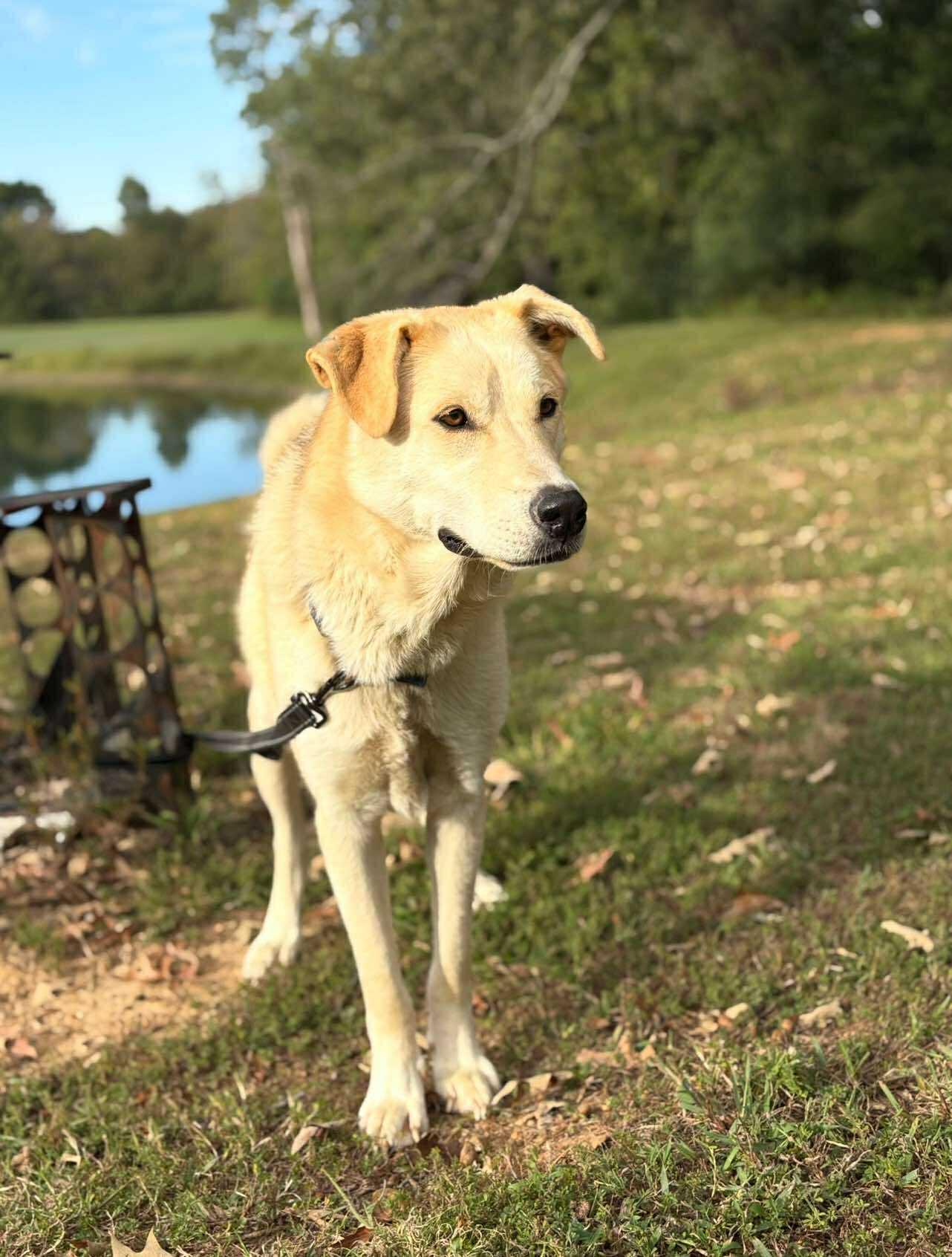 Enlarge Finn, a ADOPTABLE Mixed Breed in Northwood, NH image 3/5