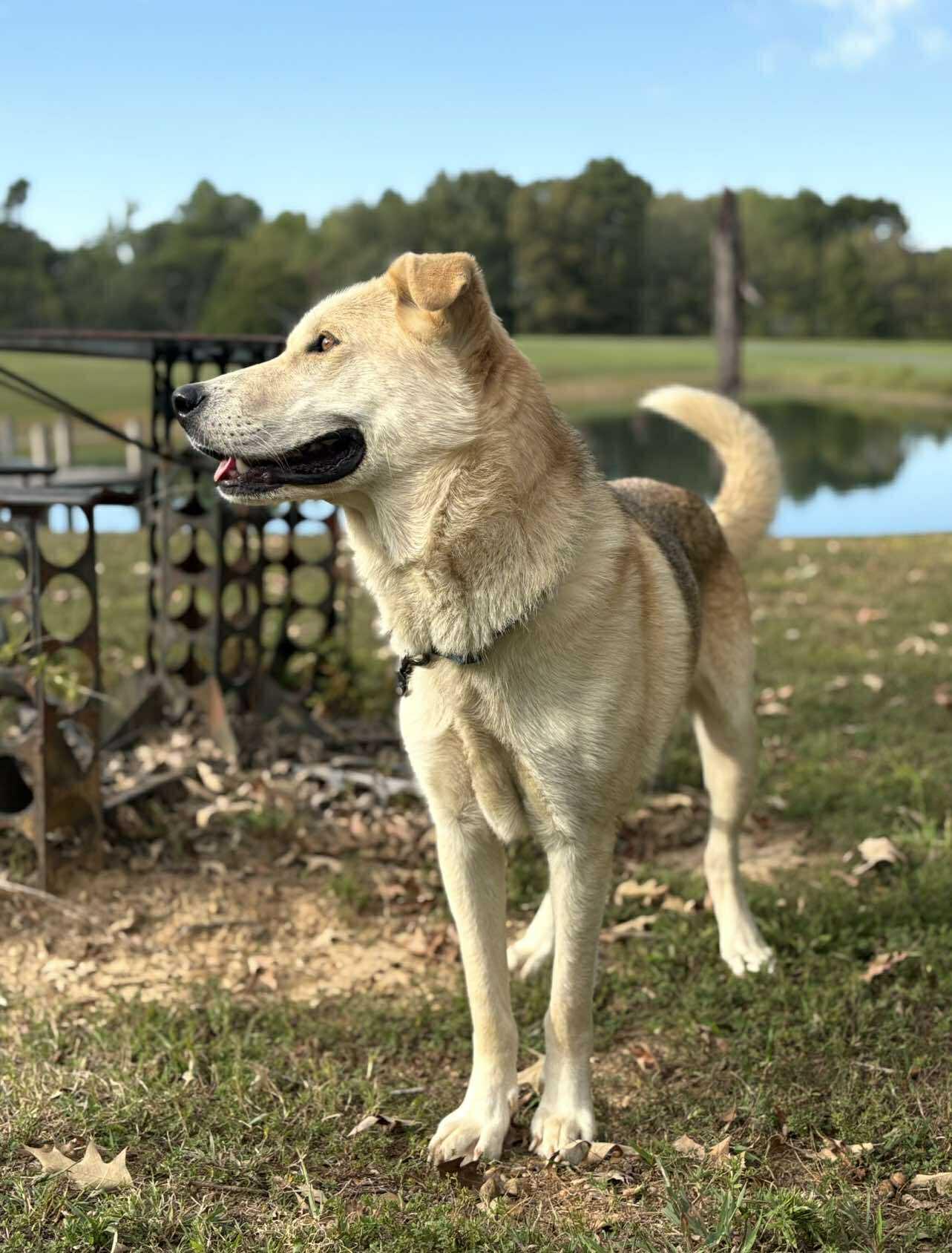 Enlarge Finn, a ADOPTABLE Mixed Breed in Northwood, NH image 4/5