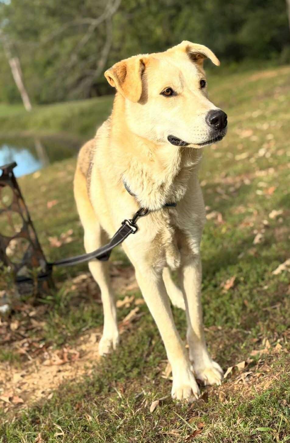 Enlarge Finn, a ADOPTABLE Mixed Breed in Northwood, NH image 2/5