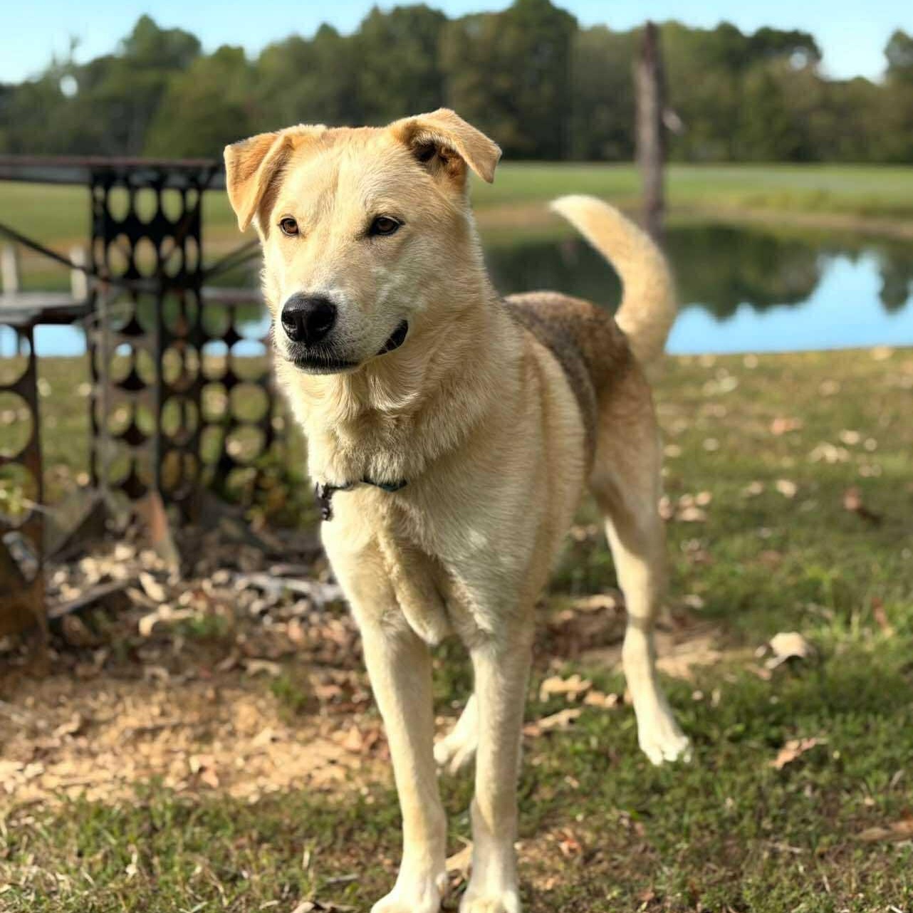 Finn, ADOPTABLE, Adult Male Mixed Breed.