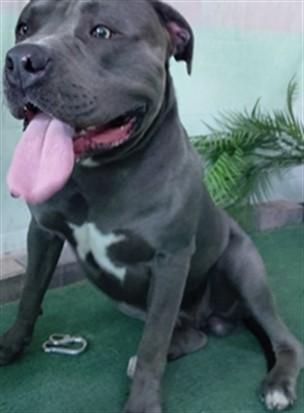 Enlarge PRESSURE, a Adoptable Pit Bull Terrier in Baldwin Park, CA image 1/1