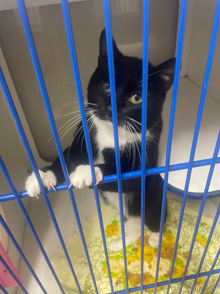 Oreo, Adoptable, Adult Male Domestic Short Hair.