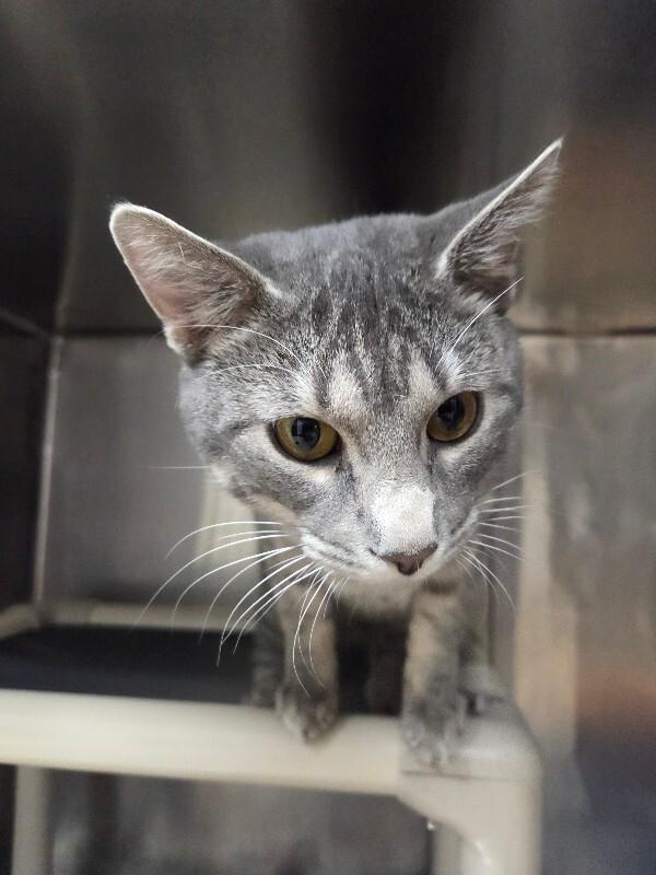 Enlarge Stanley , a ADOPTABLE Domestic Short Hair in Saint Charles, MO image 1/1