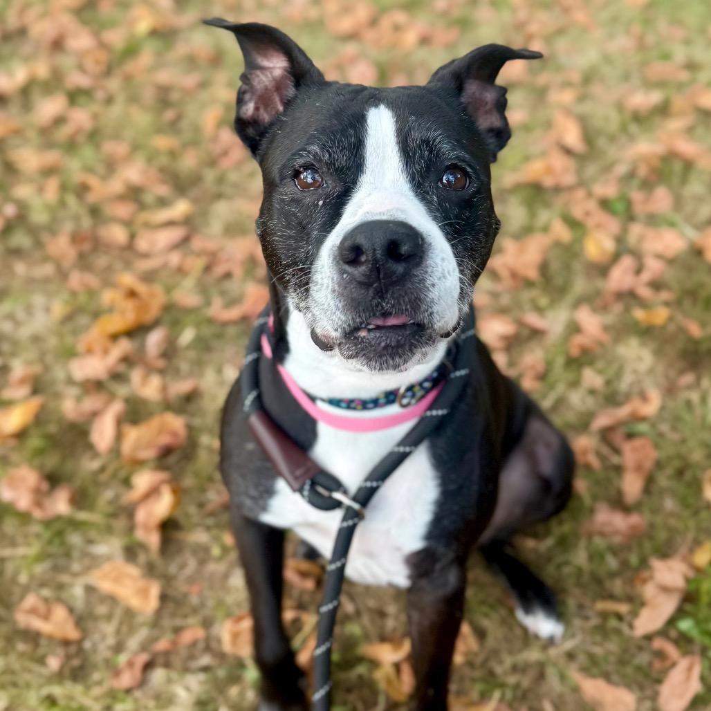 Sasha, Adoptable, Senior Female Mixed Breed.