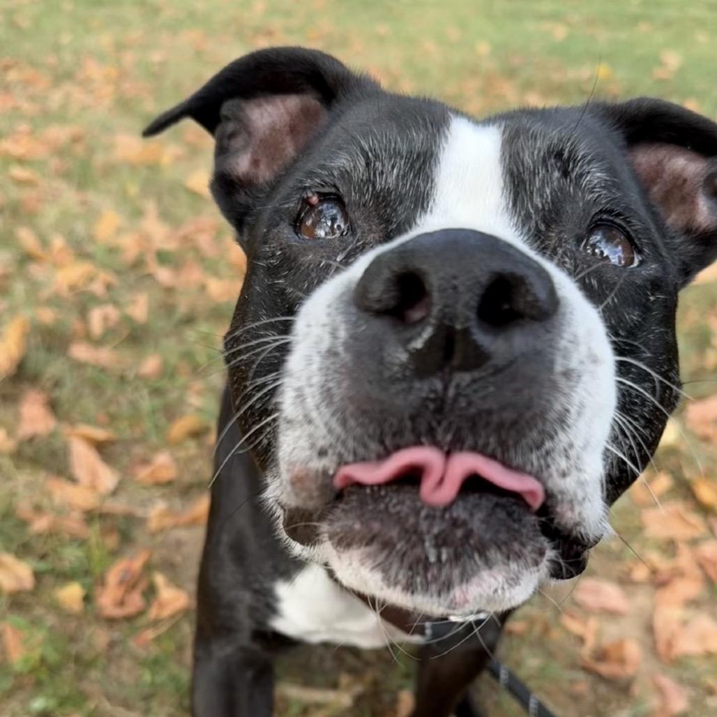 Enlarge Sasha, a Adoptable Mixed Breed in Huntsville, AL image 2/4