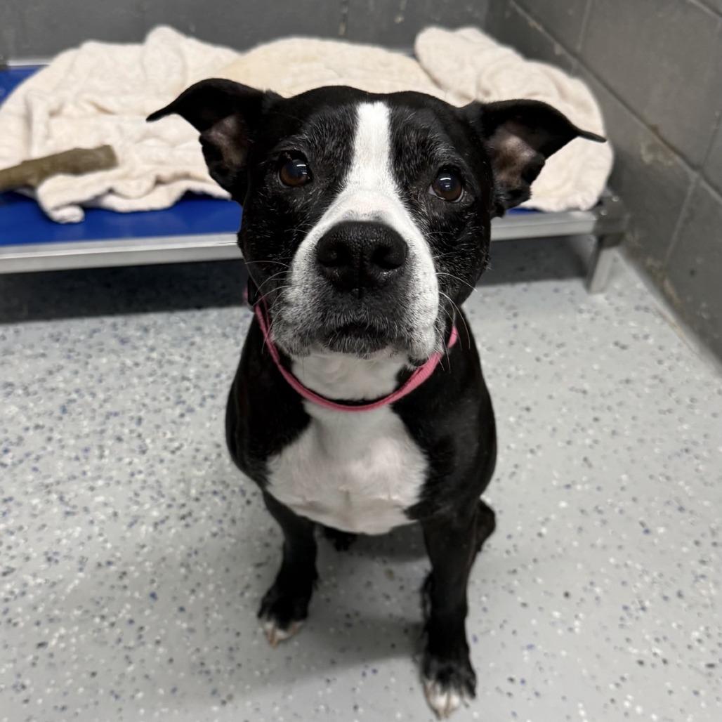 Enlarge Sasha, a Adoptable Mixed Breed in Huntsville, AL image 3/4