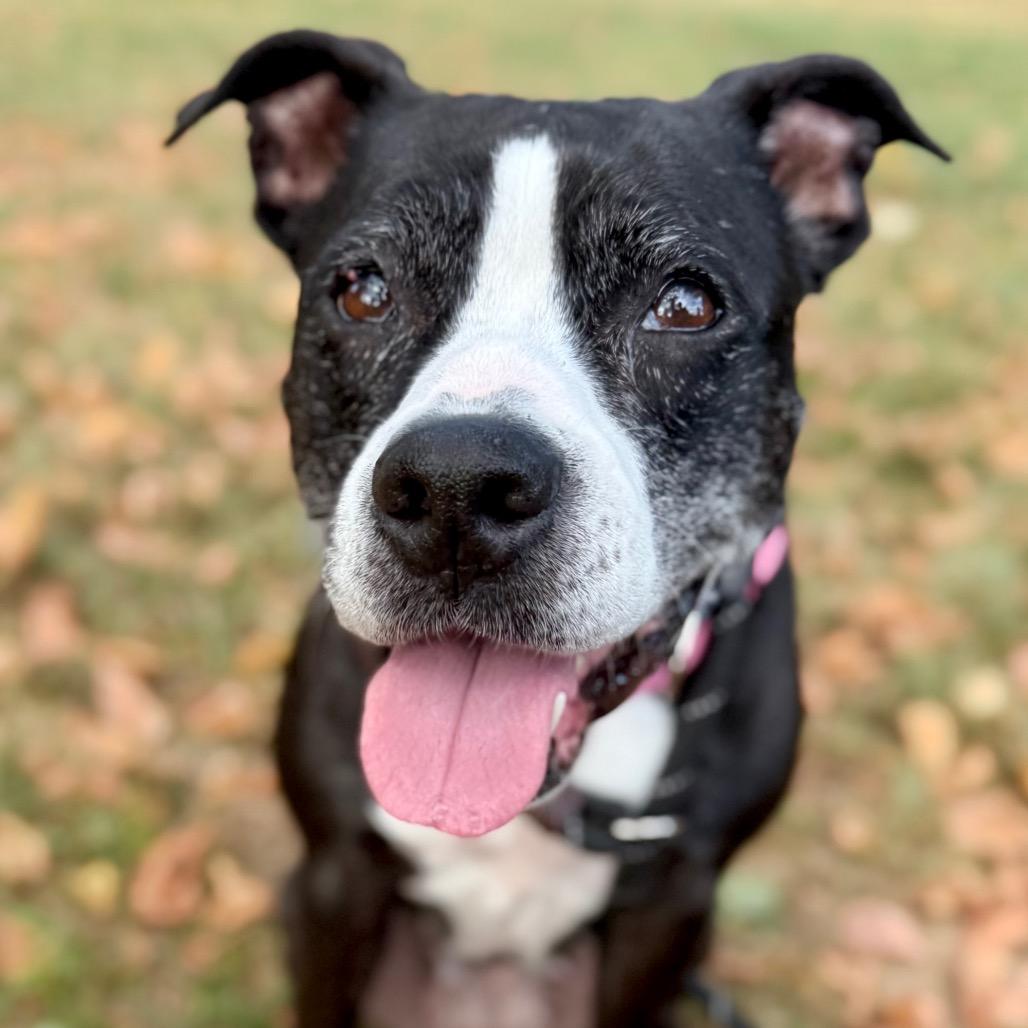 Enlarge Sasha, a Adoptable Mixed Breed in Huntsville, AL image 4/4