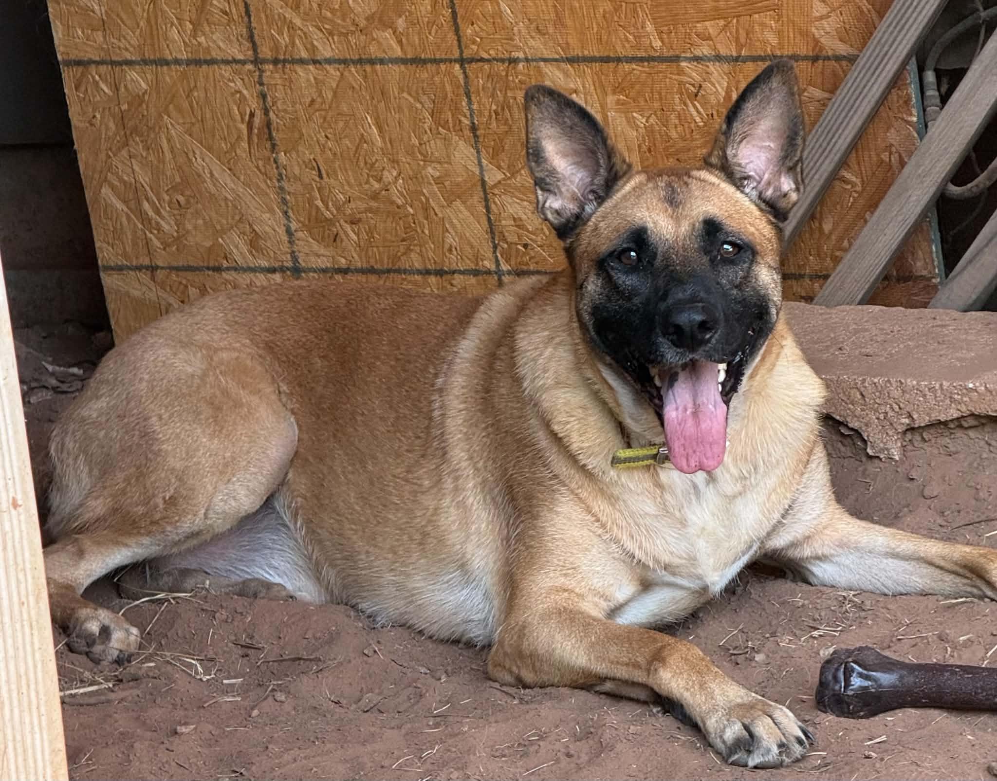Freely, a ADOPTABLE mixed breed in Oklahoma City, OK image 2/2