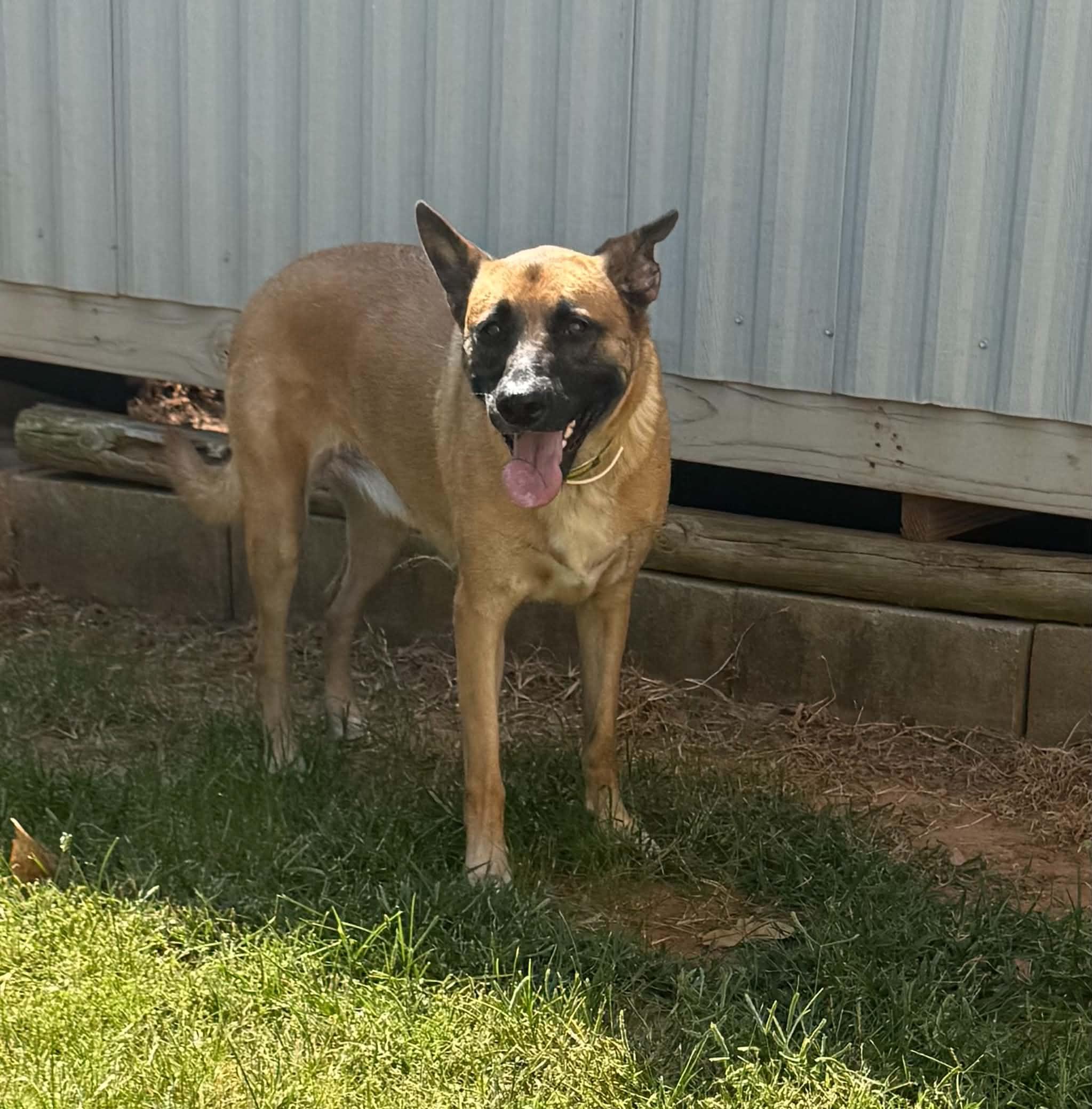 Freely, ADOPTABLE, Adult Female Belgian Shepherd / Malinois & German Shepherd Dog.