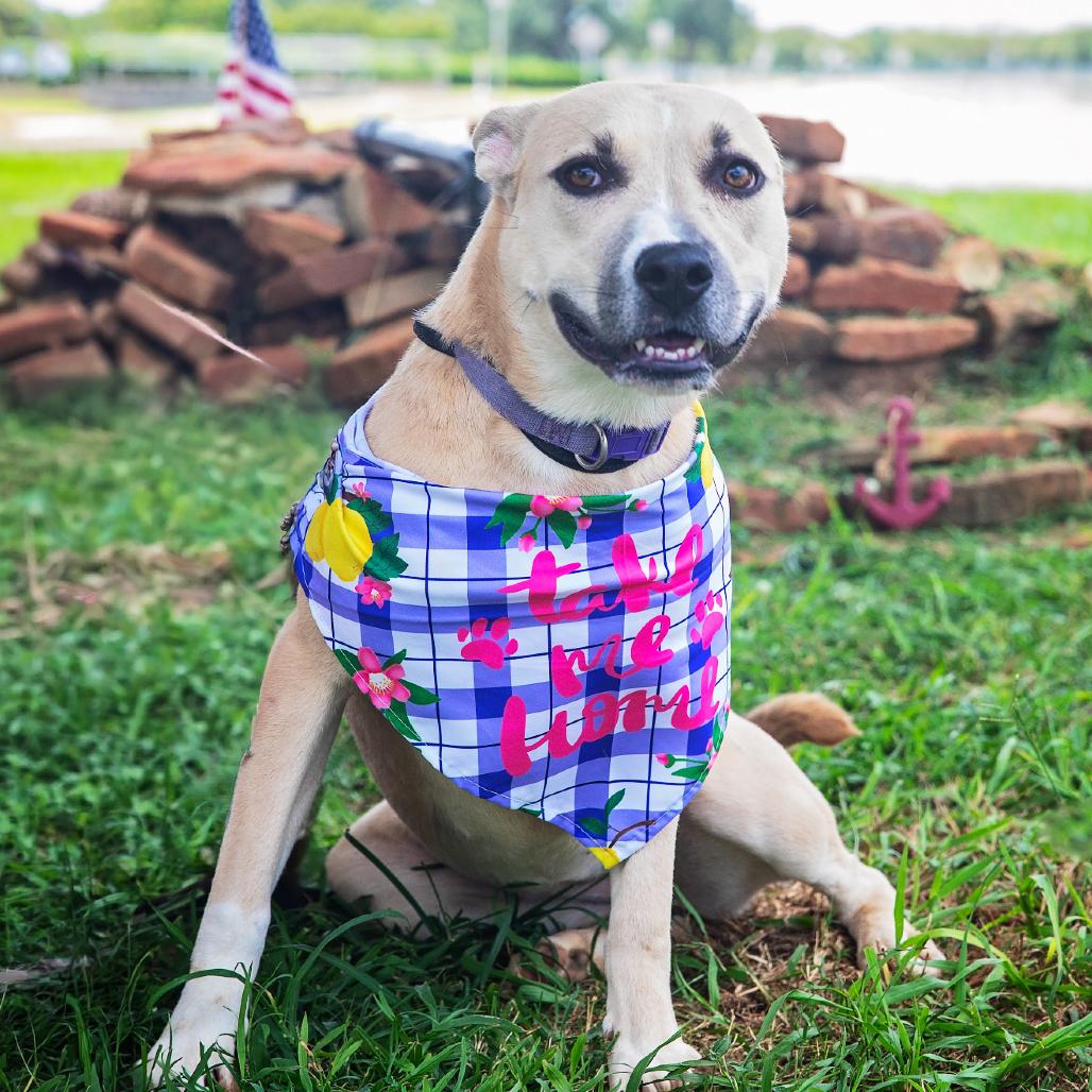 Erin, a Adoptable Mixed Breed in Lake Jackson, TX image 1/5