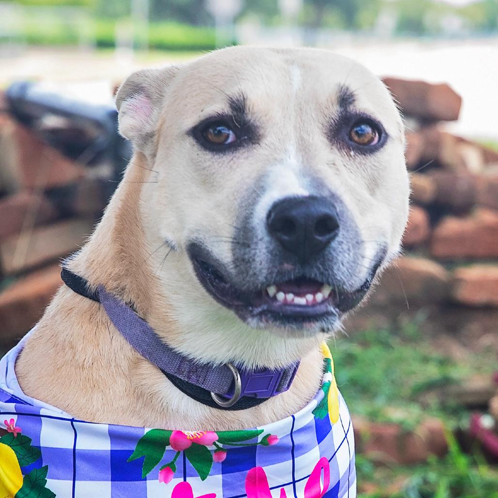 Erin, a Adoptable Mixed Breed in Lake Jackson, TX image 2/5