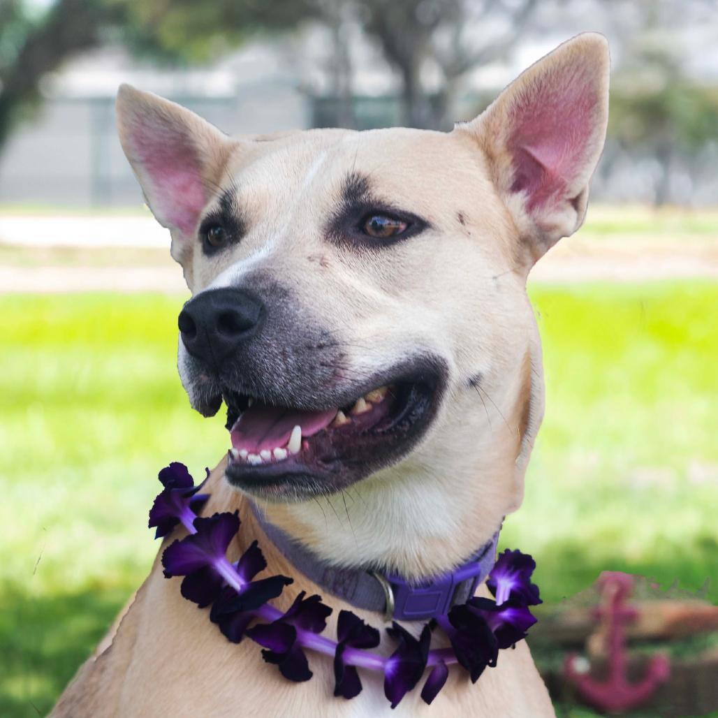 Erin, a Adoptable Mixed Breed in Lake Jackson, TX image 3/5