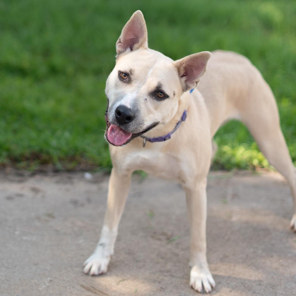 Erin, a Adoptable Mixed Breed in Lake Jackson, TX image 4/5