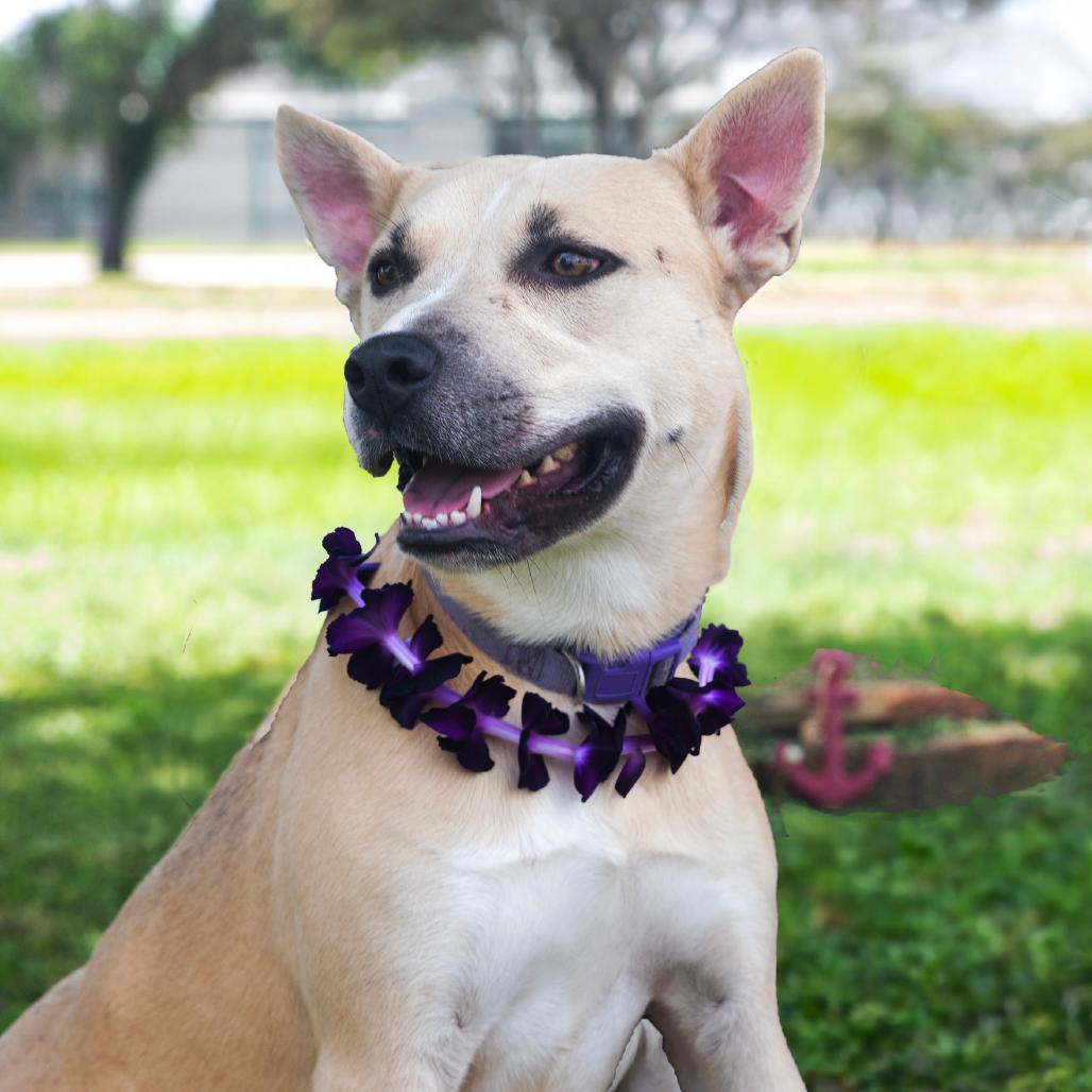Erin, a Adoptable Mixed Breed in Lake Jackson, TX image 5/5