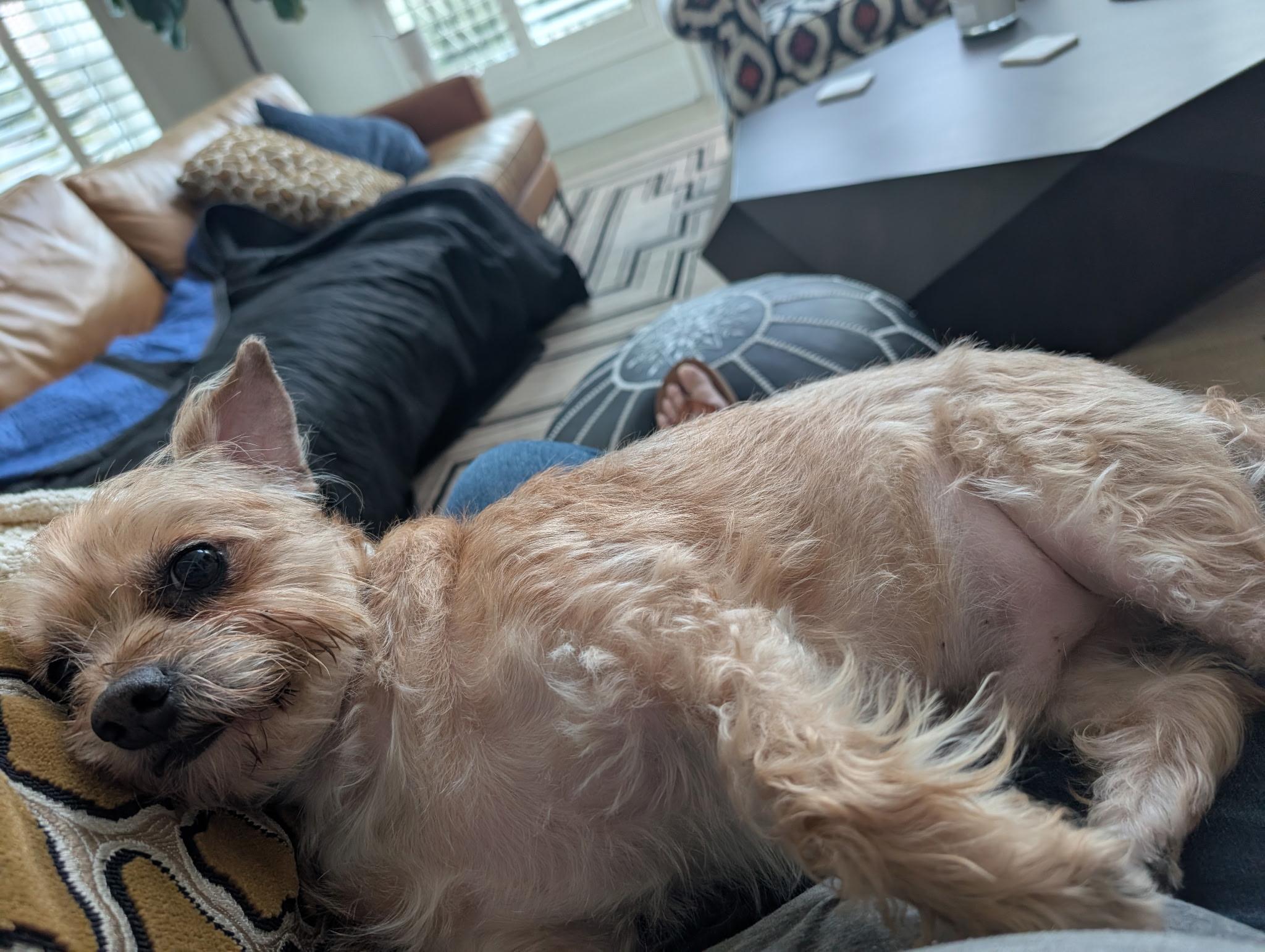 Enlarge Legend, a ADOPTABLE mixed breed in Kankakee, IL image 3/3