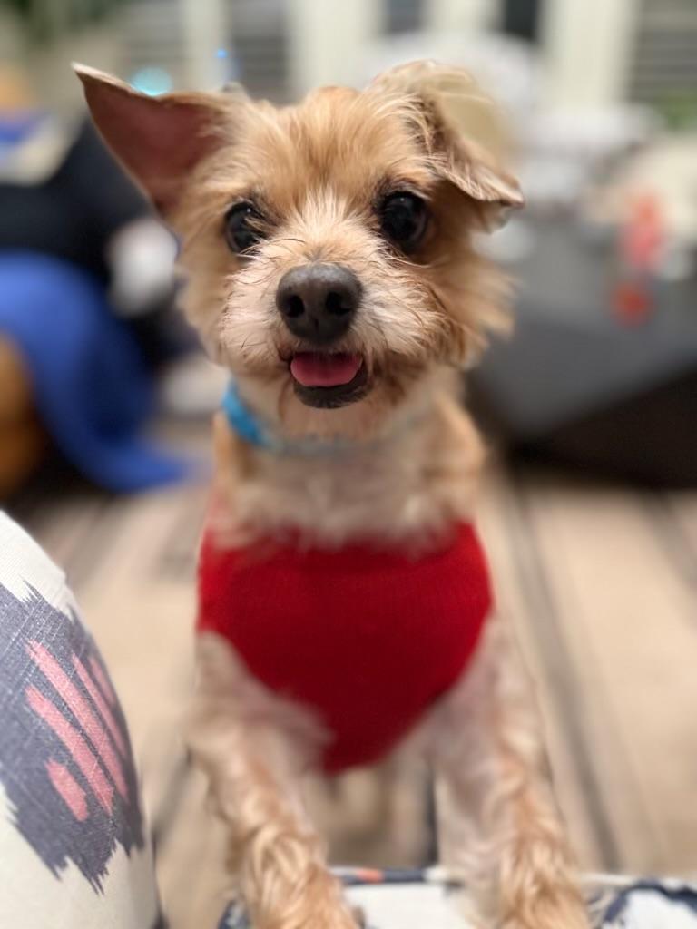 Enlarge Legend, a ADOPTABLE mixed breed in Kankakee, IL image 2/3