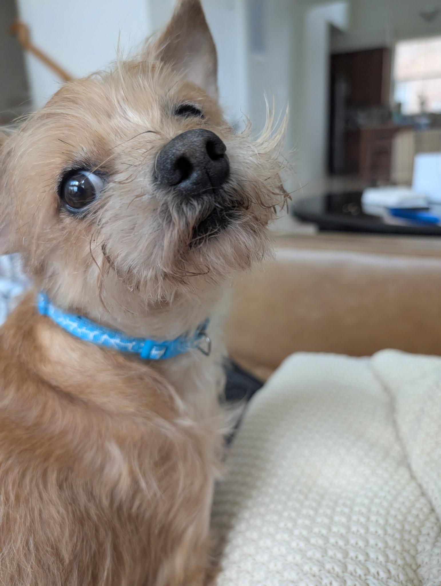 Enlarge Legend, a ADOPTABLE mixed breed in Kankakee, IL image 1/3