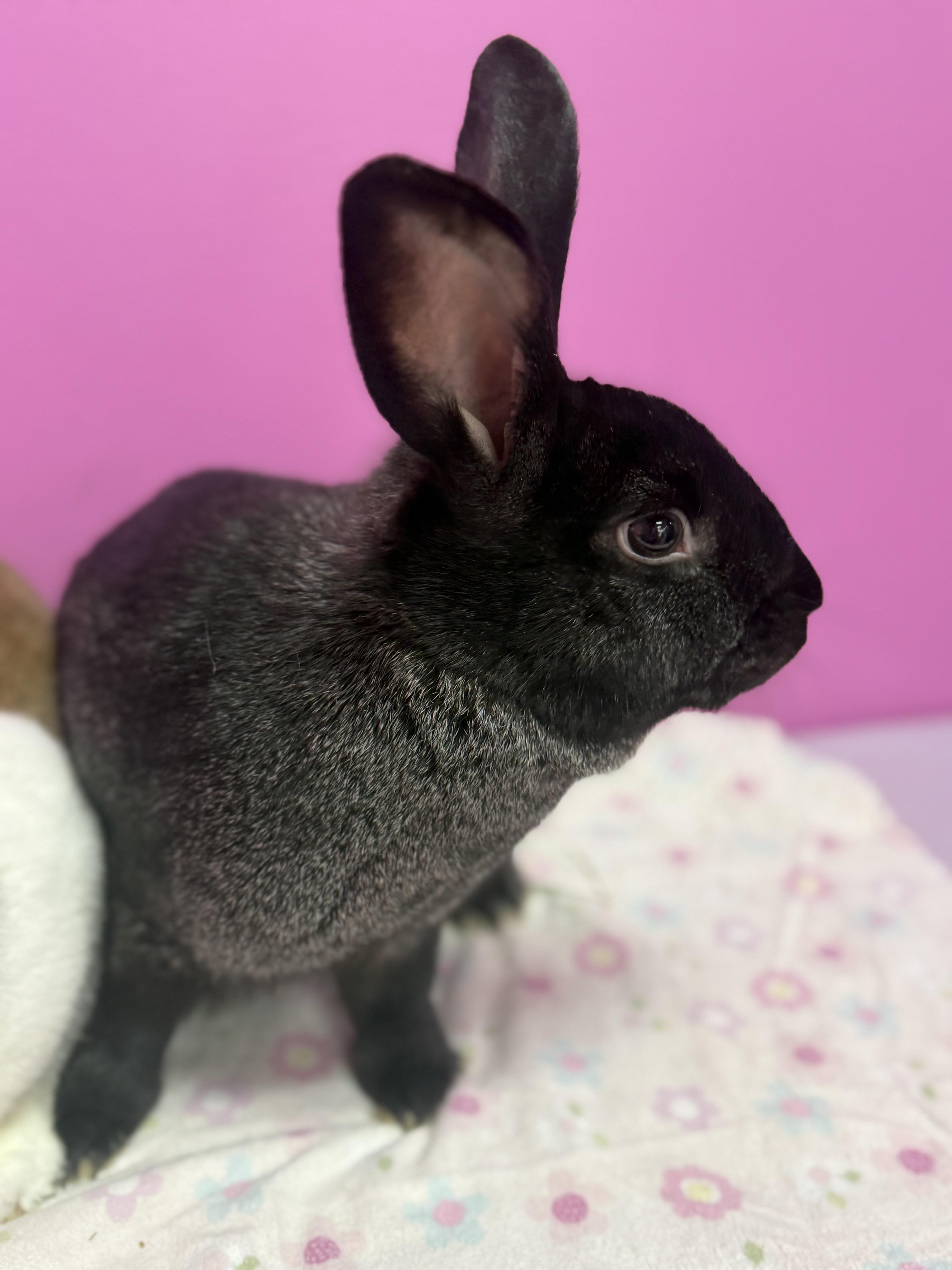 Mr and Mrs Hollywood , a ADOPTABLE Rex in St. Charles, MO image 3/3