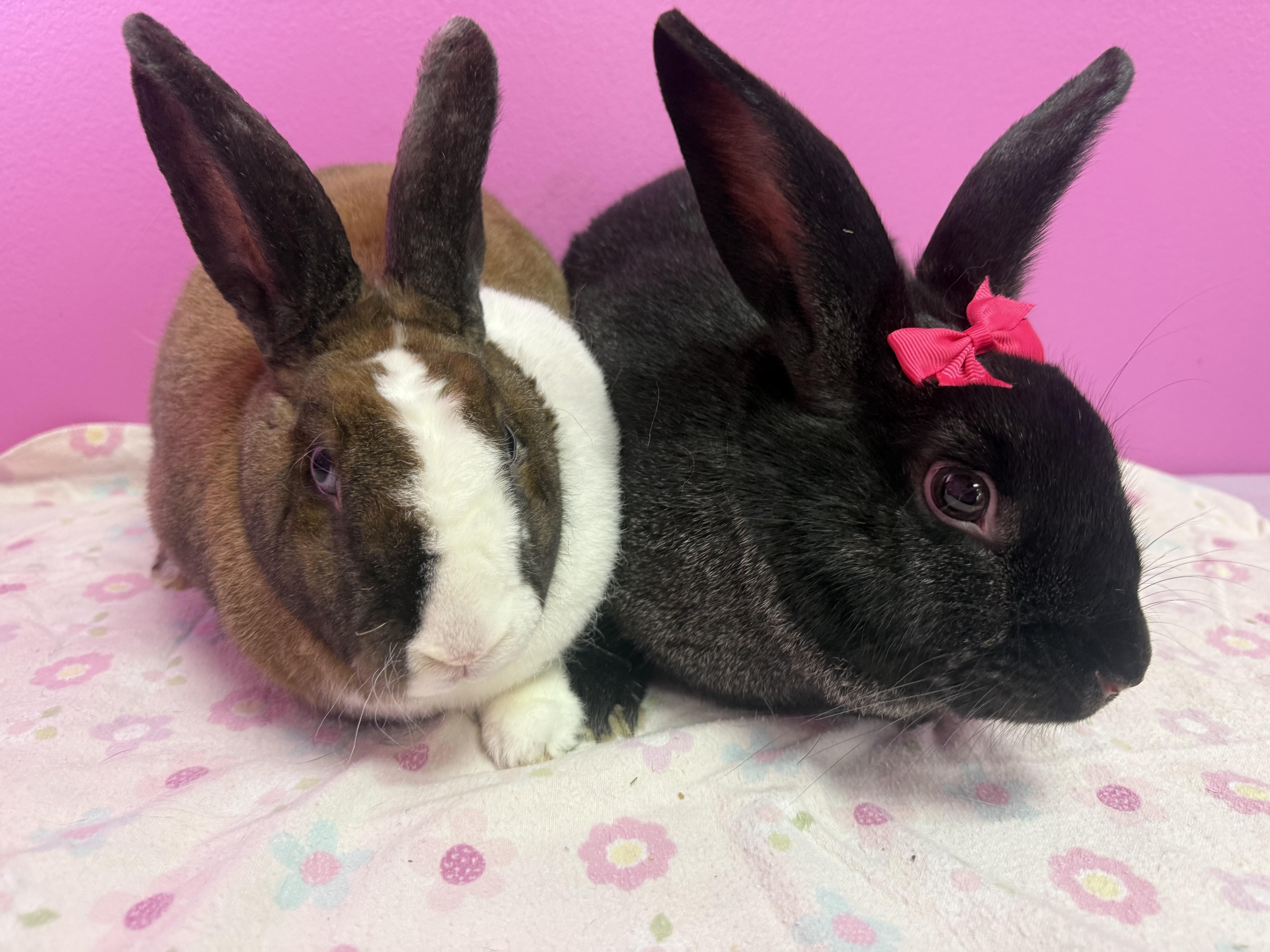 Mr and Mrs Hollywood , a ADOPTABLE Rex in St. Charles, MO image 2/3