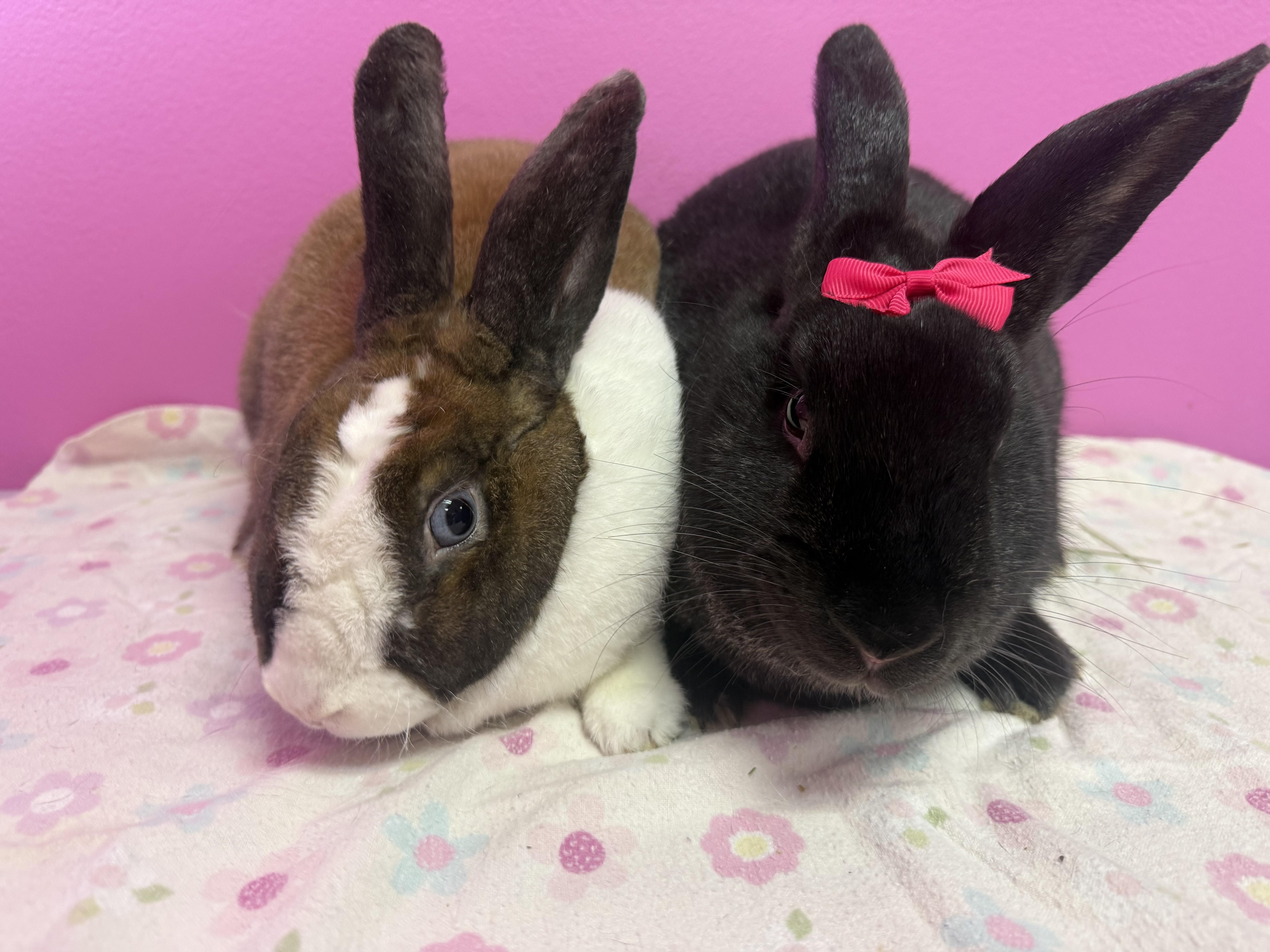 Mr and Mrs Hollywood , ADOPTABLE, Adult Female Rex.