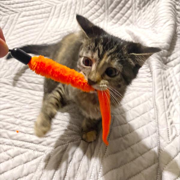 Wobbles, Adoptable, Kitten Male Domestic Medium Hair.