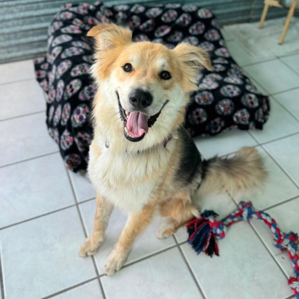 Enlarge Trooper, a Adoptable mixed breed in Tucson, AZ image 1/2