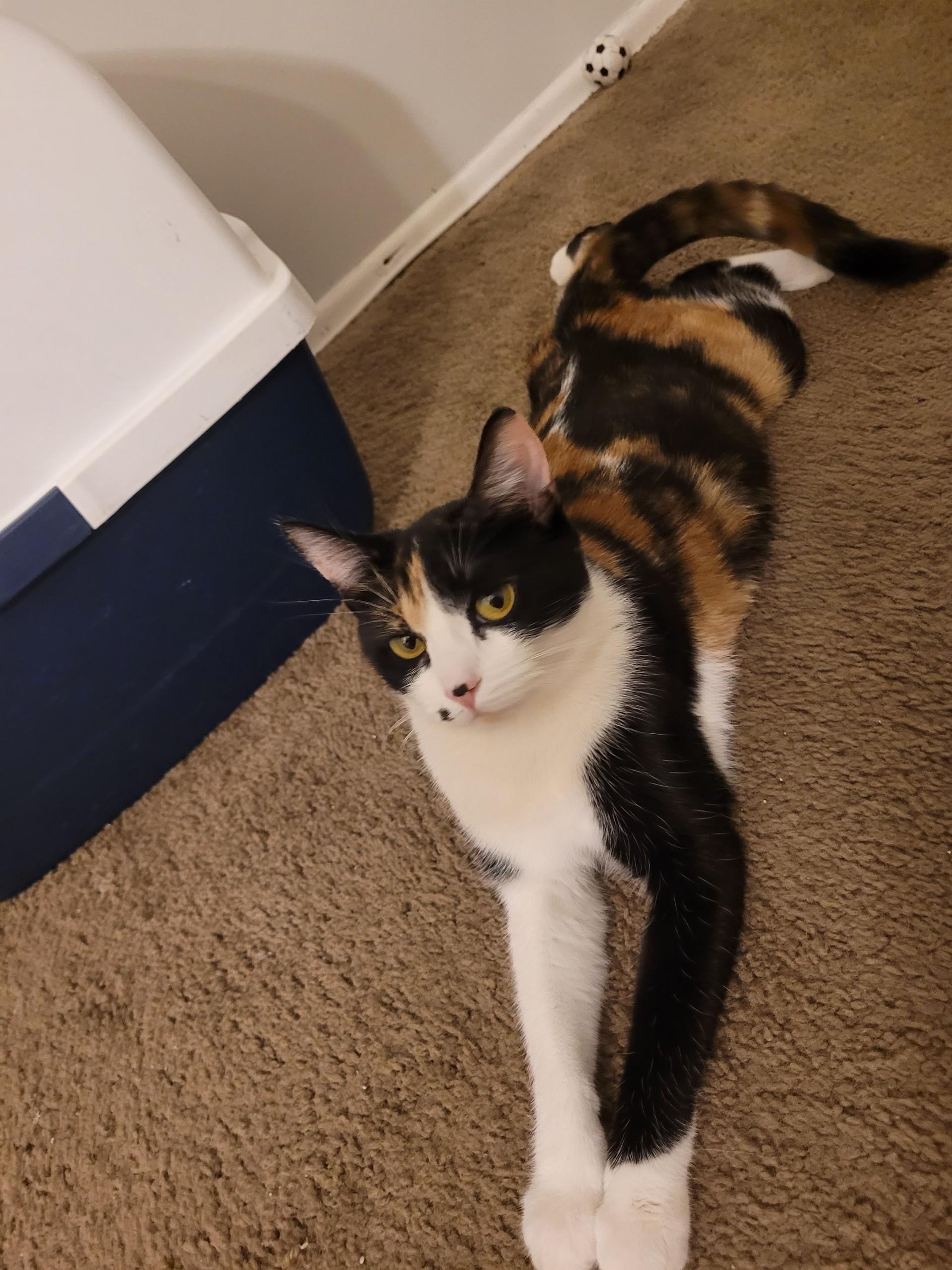 Petie (M), a Adoptable Tabby in Santa Clarita, CA image 2/3