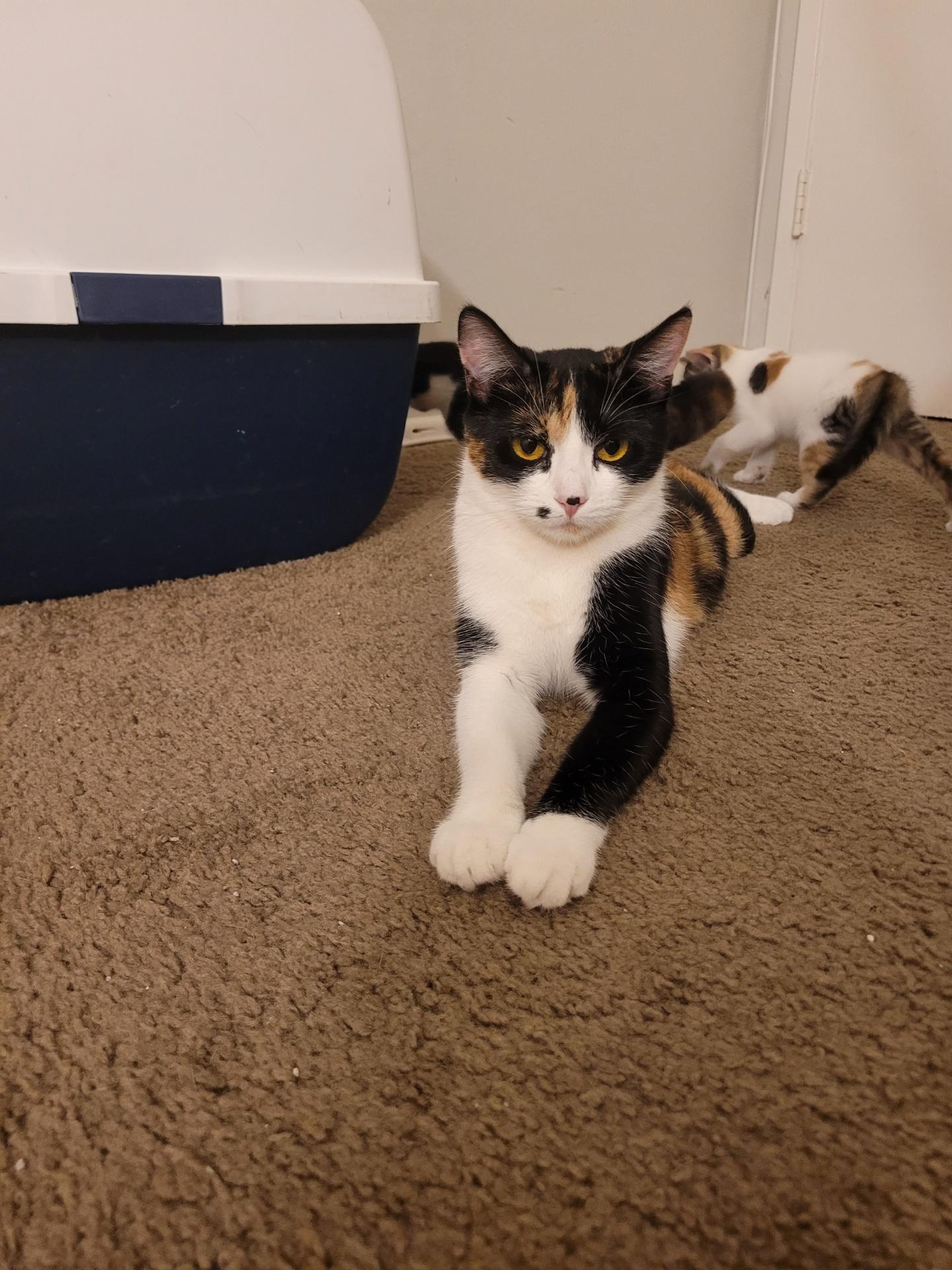 Petie (M), a Adoptable Tabby in Santa Clarita, CA image 3/3