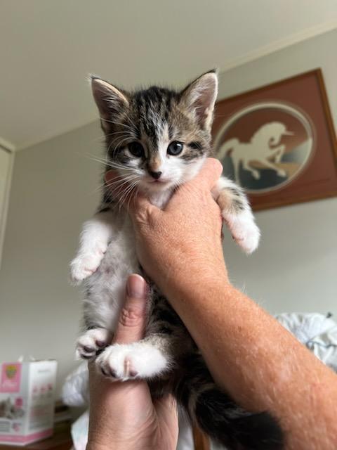 Petie (M), a Adoptable Tabby in Santa Clarita, CA image 1/3