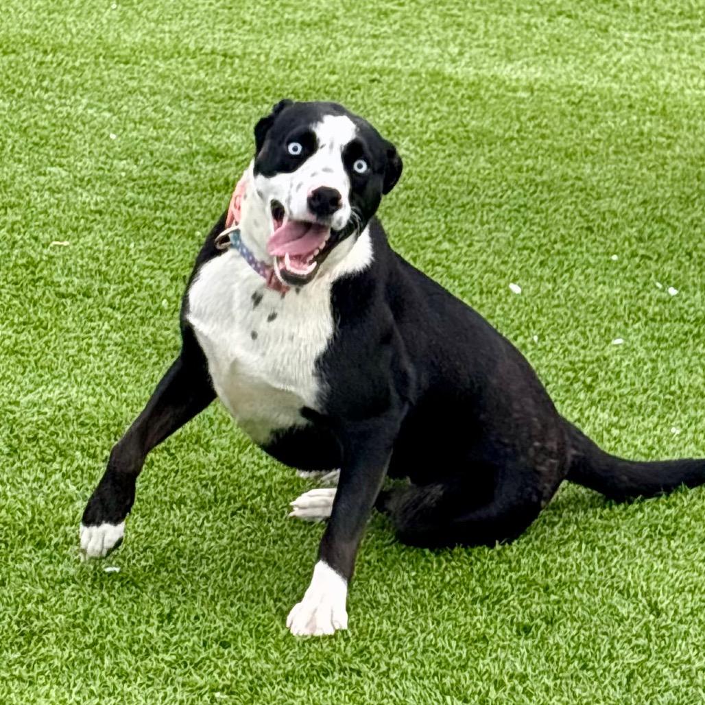 Lightning, Adoptable, Young Female Husky & Dalmatian.