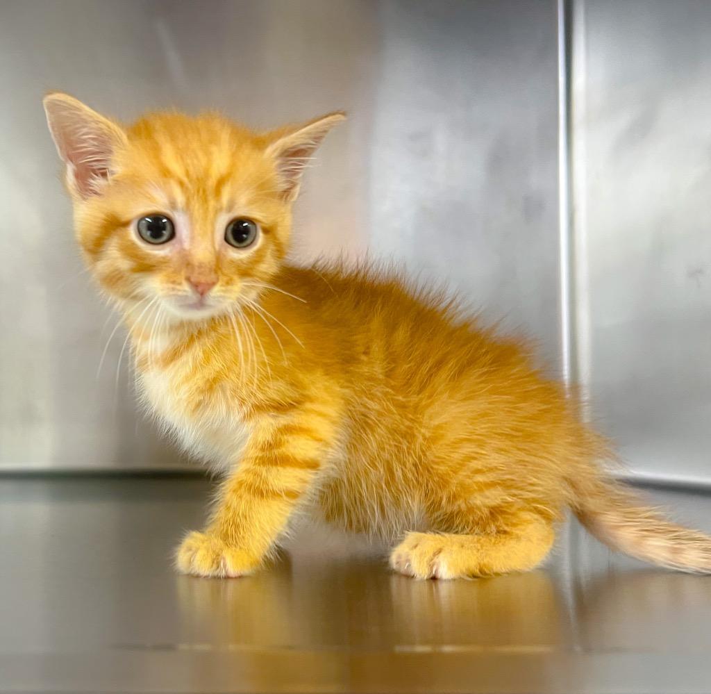 Pepperoni, Adoptable, Kitten Female Domestic Short Hair.