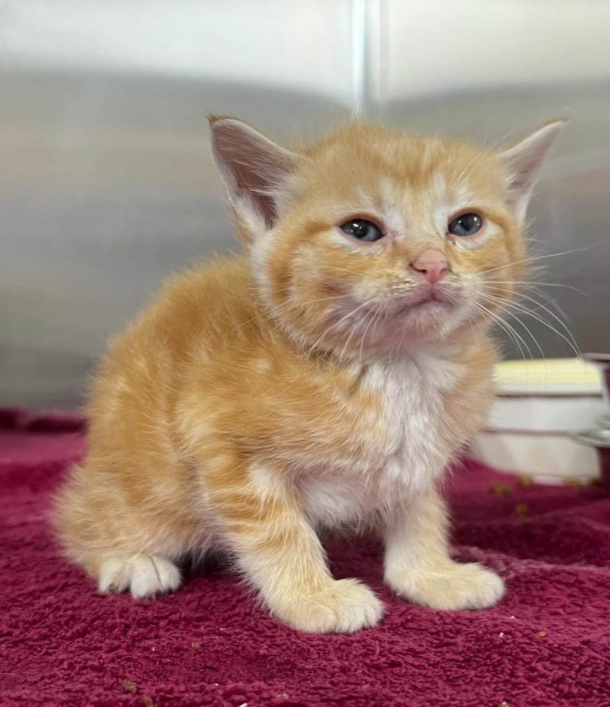 Pepperoni, a Adoptable mixed breed in Murray, KY image 2/2