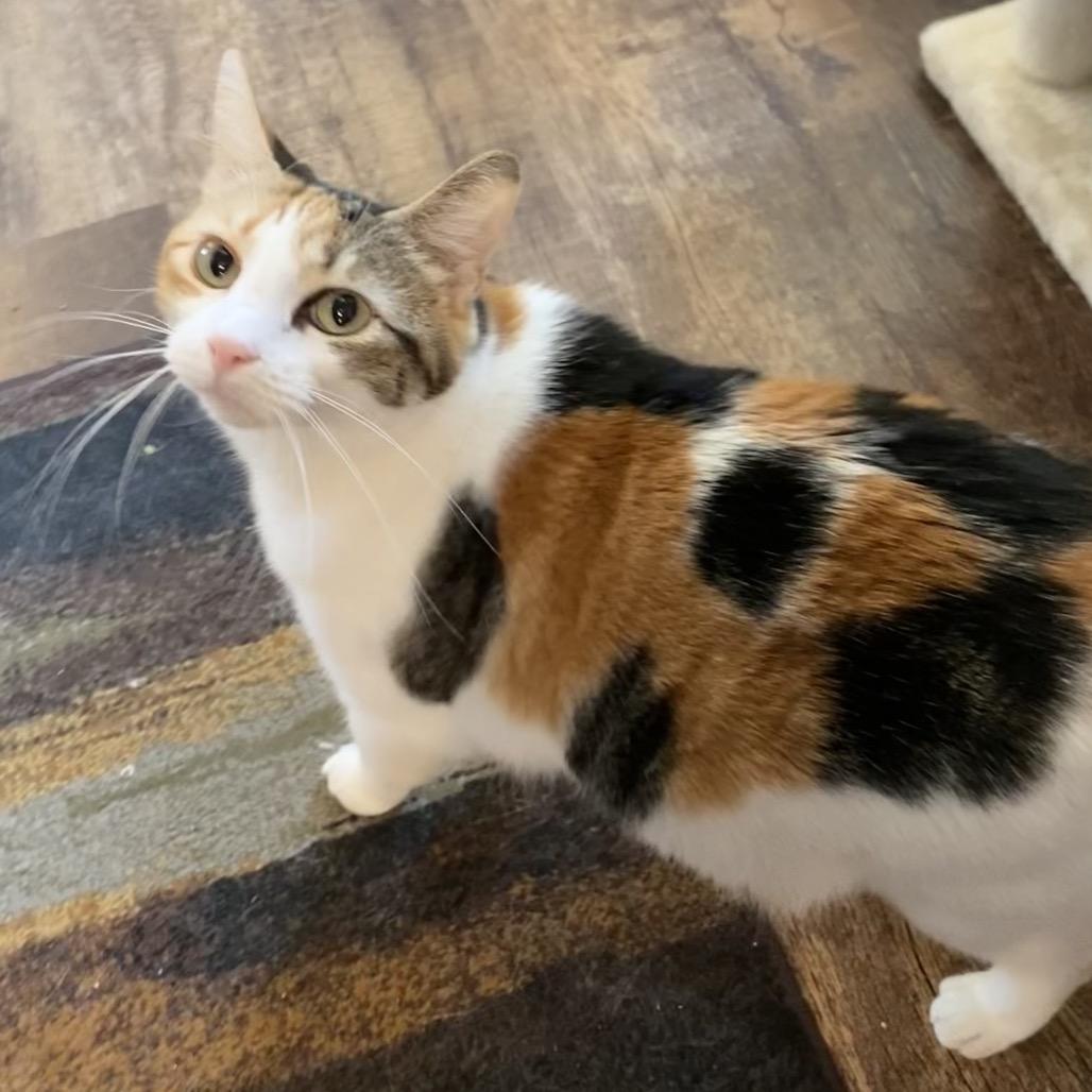 Enlarge Patches, a Adoptable Domestic Short Hair in Denison, TX image 3/5