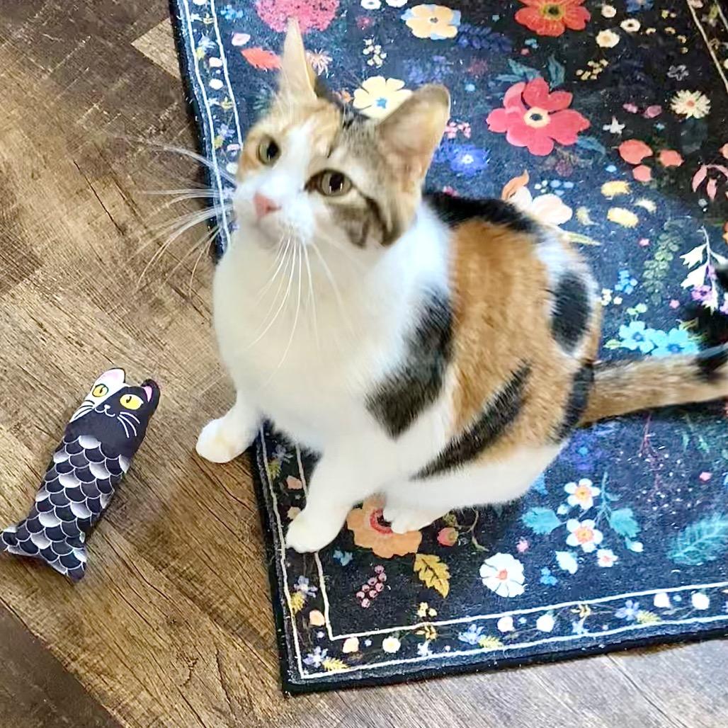 Enlarge Patches, a Adoptable Domestic Short Hair in Denison, TX image 4/5