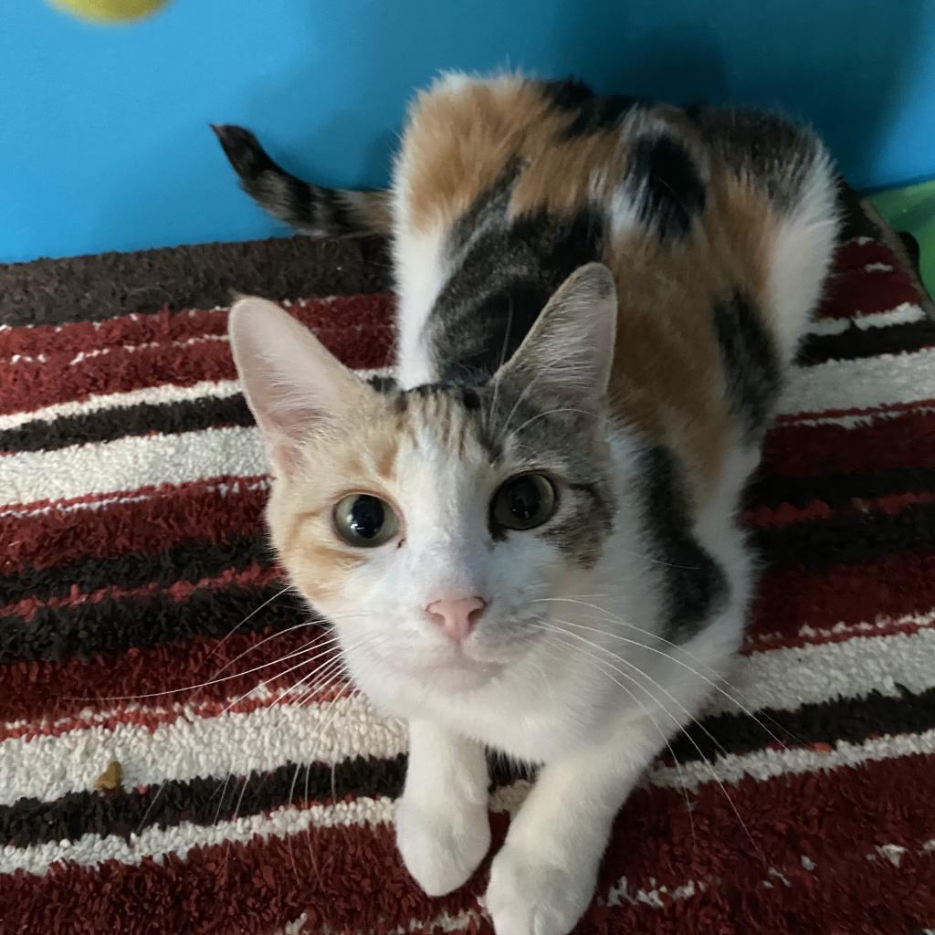 Patches, a Adoptable Domestic Short Hair in Denison, TX image 3/4