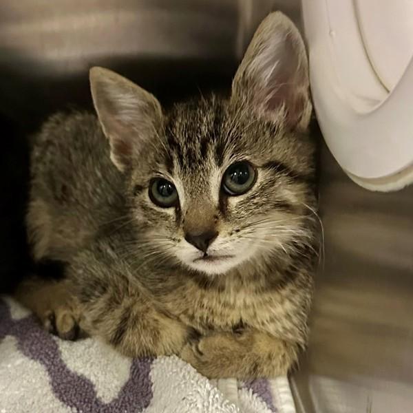 Jub Jub, Adoptable, Kitten Male Domestic Short Hair.