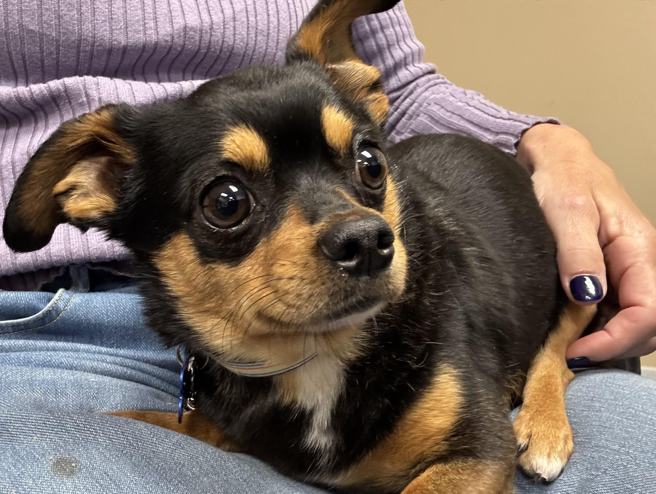 George Costanza , adopted, Adult Male Chihuahua.