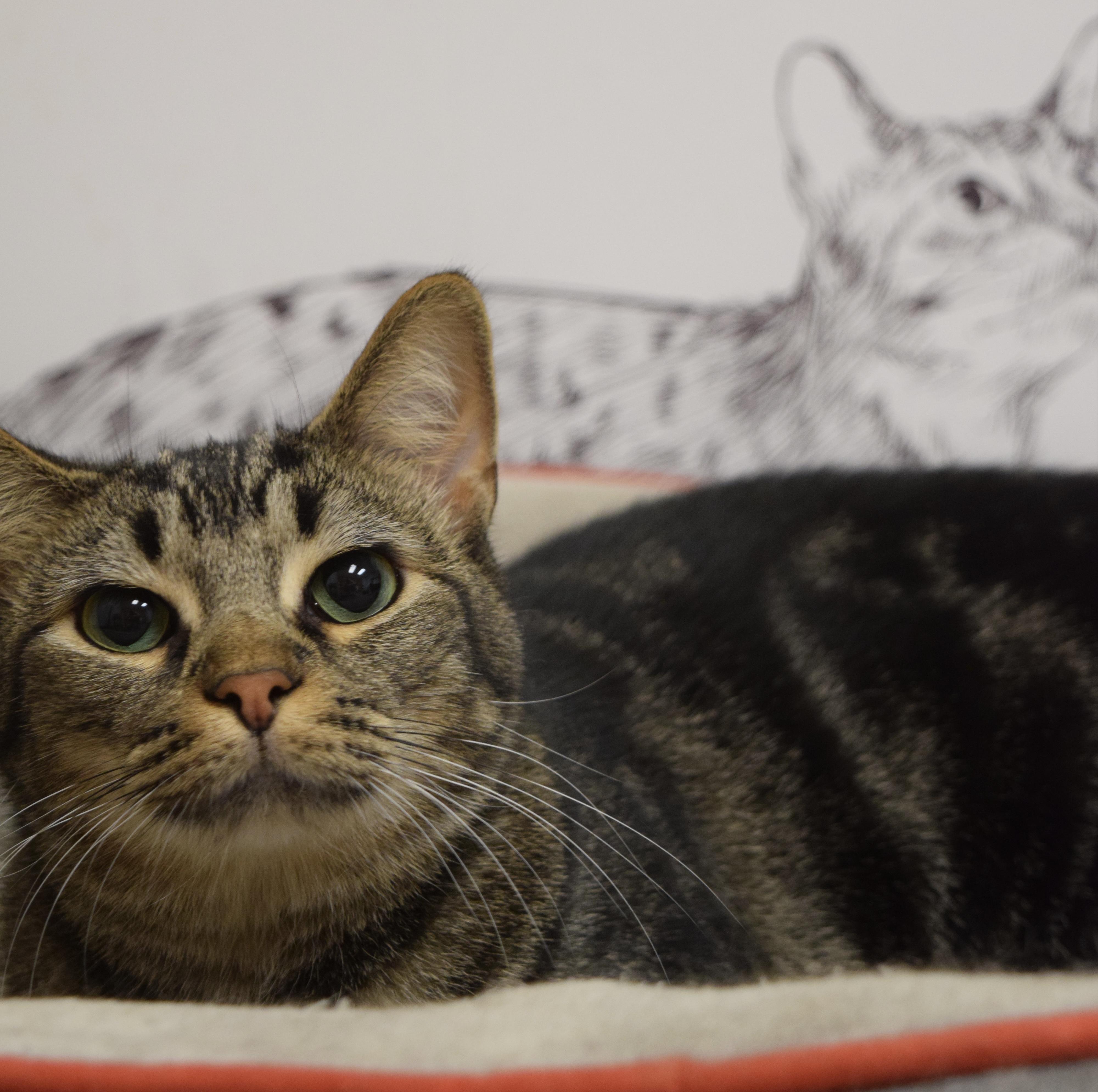 Choppy, Adoptable, Adult Male Domestic Short Hair.
