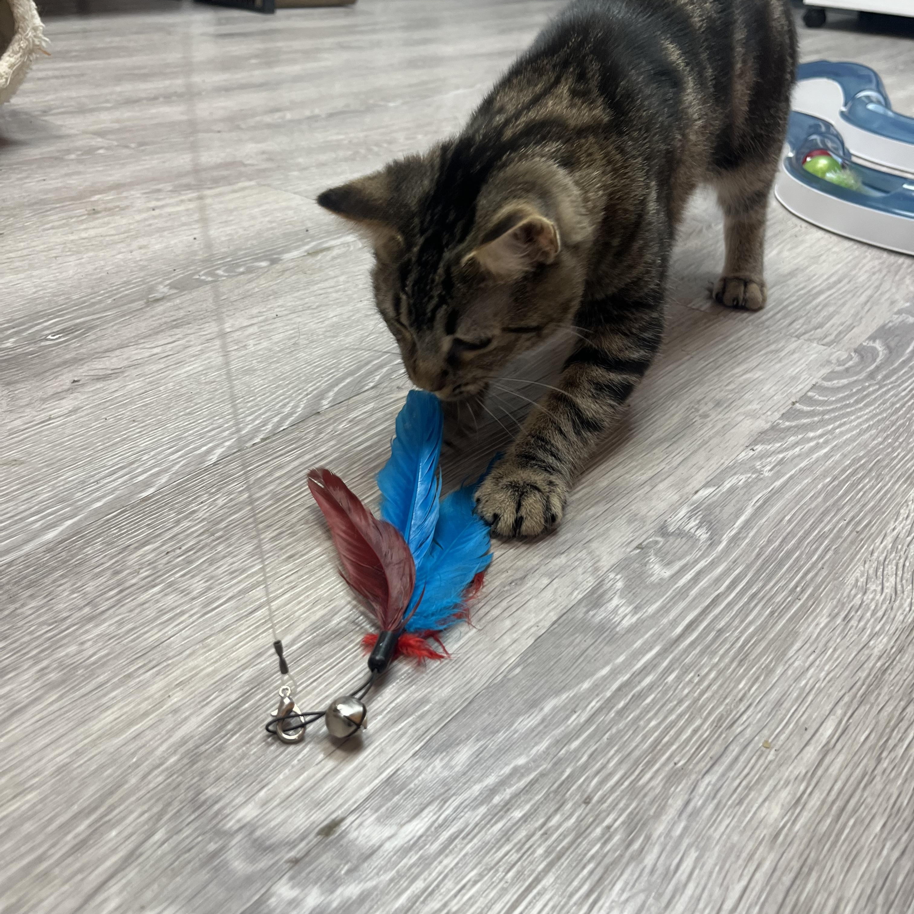 Enlarge Choppy, a Adoptable Domestic Short Hair in Yorktown, IN image 3/4