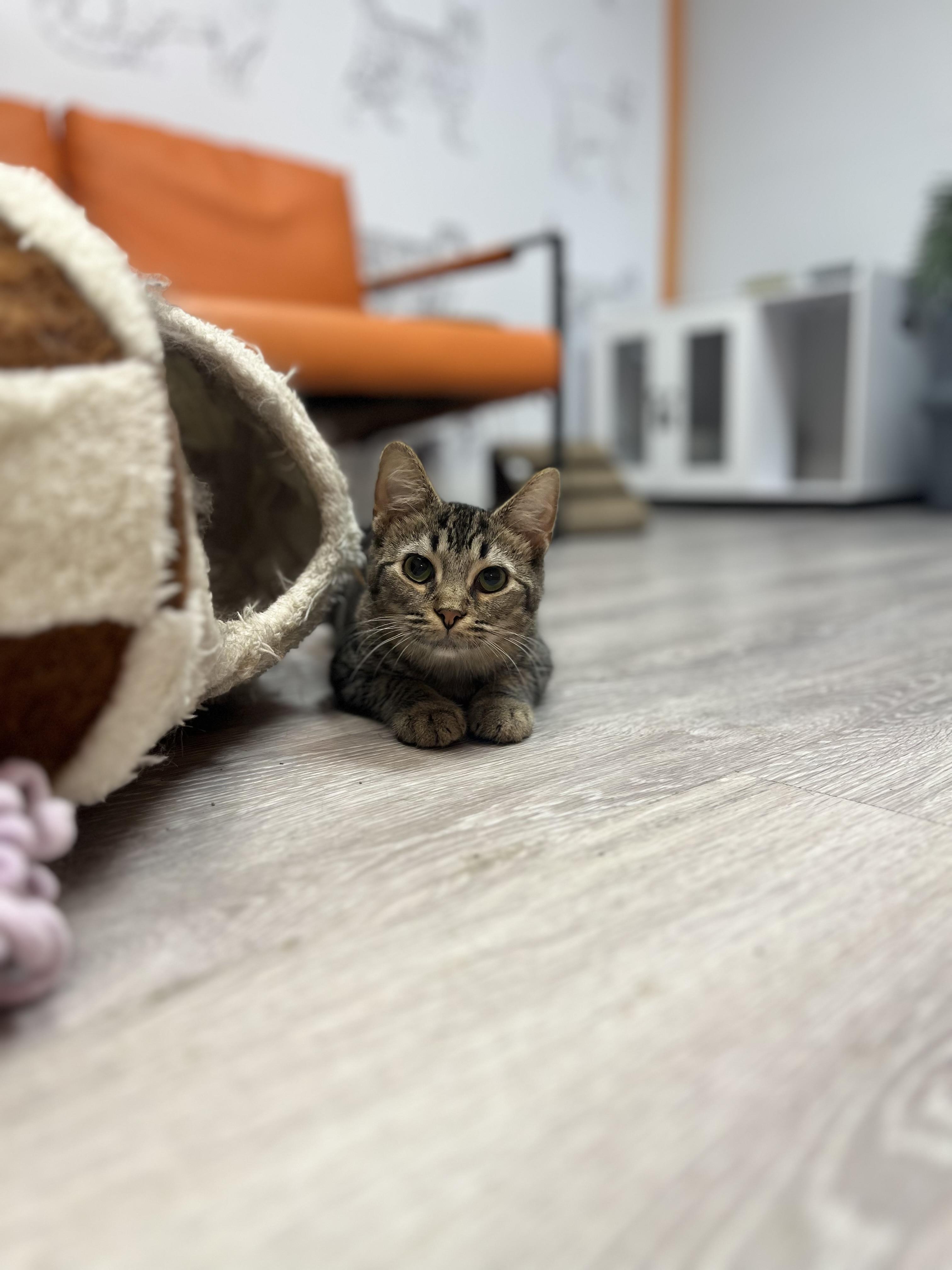 Enlarge Choppy, a Adoptable Domestic Short Hair in Yorktown, IN image 4/4