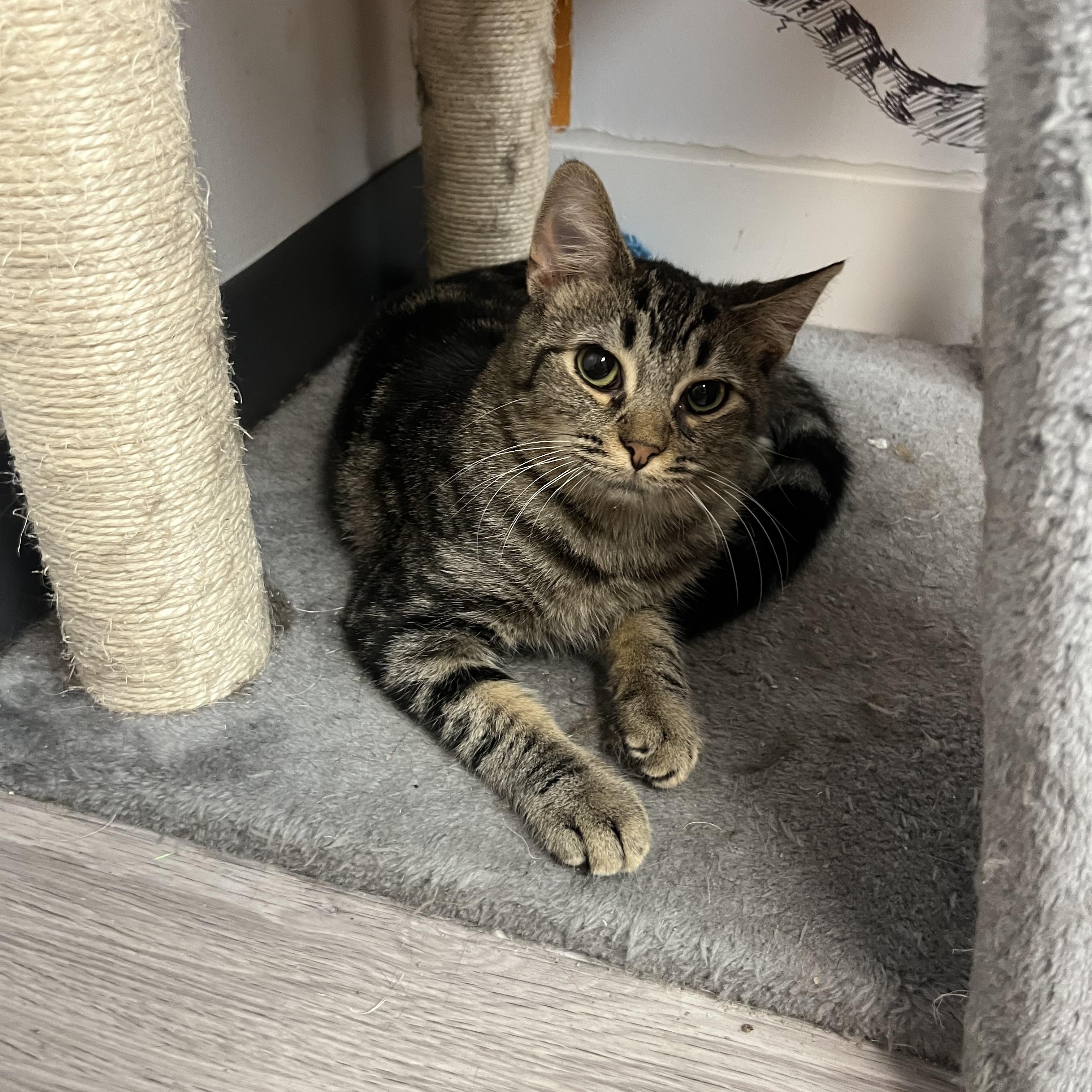 Enlarge Choppy, a Adoptable Domestic Short Hair in Yorktown, IN image 2/4