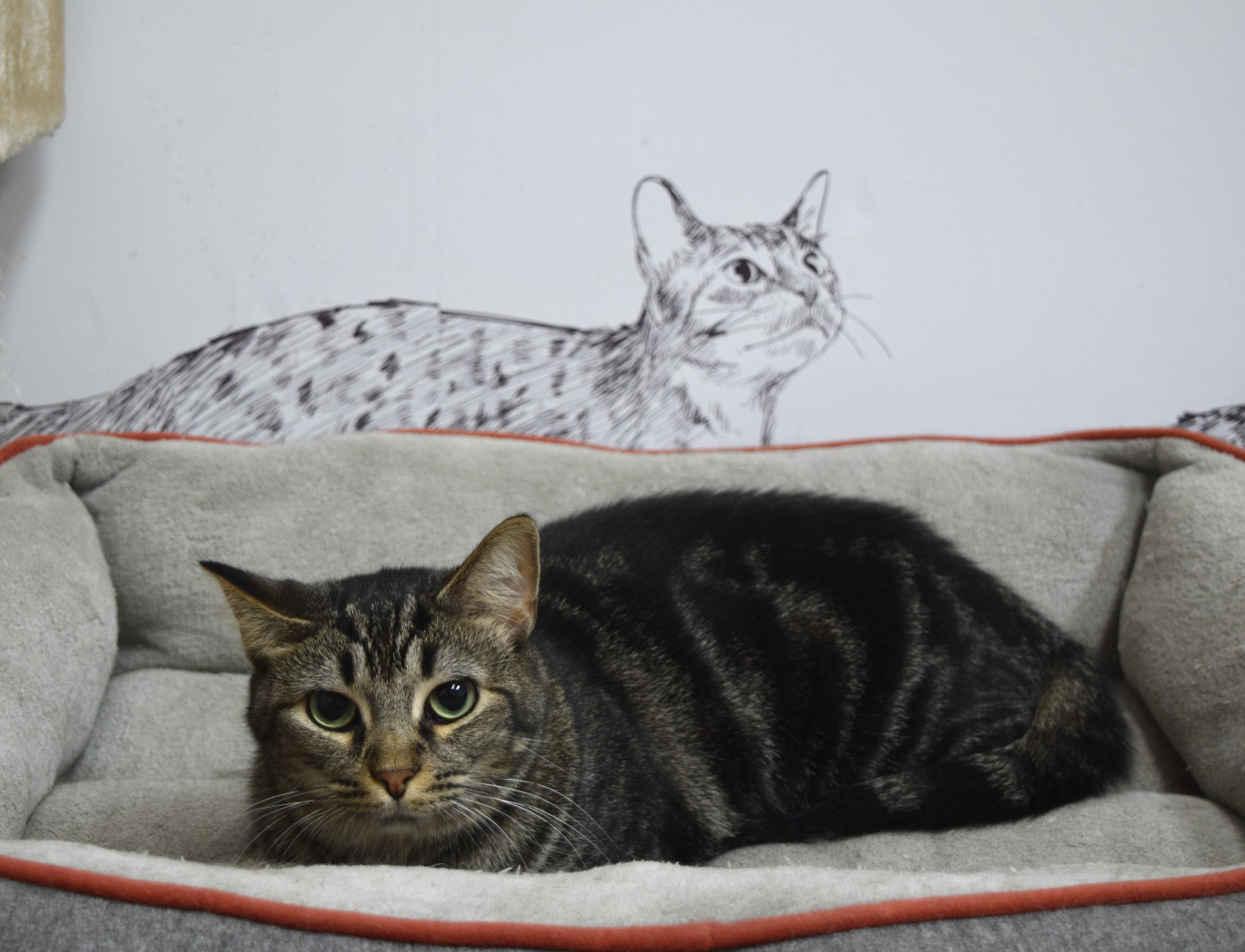 Enlarge Choppy, a Adoptable Domestic Short Hair in Muncie, IN image 2/6