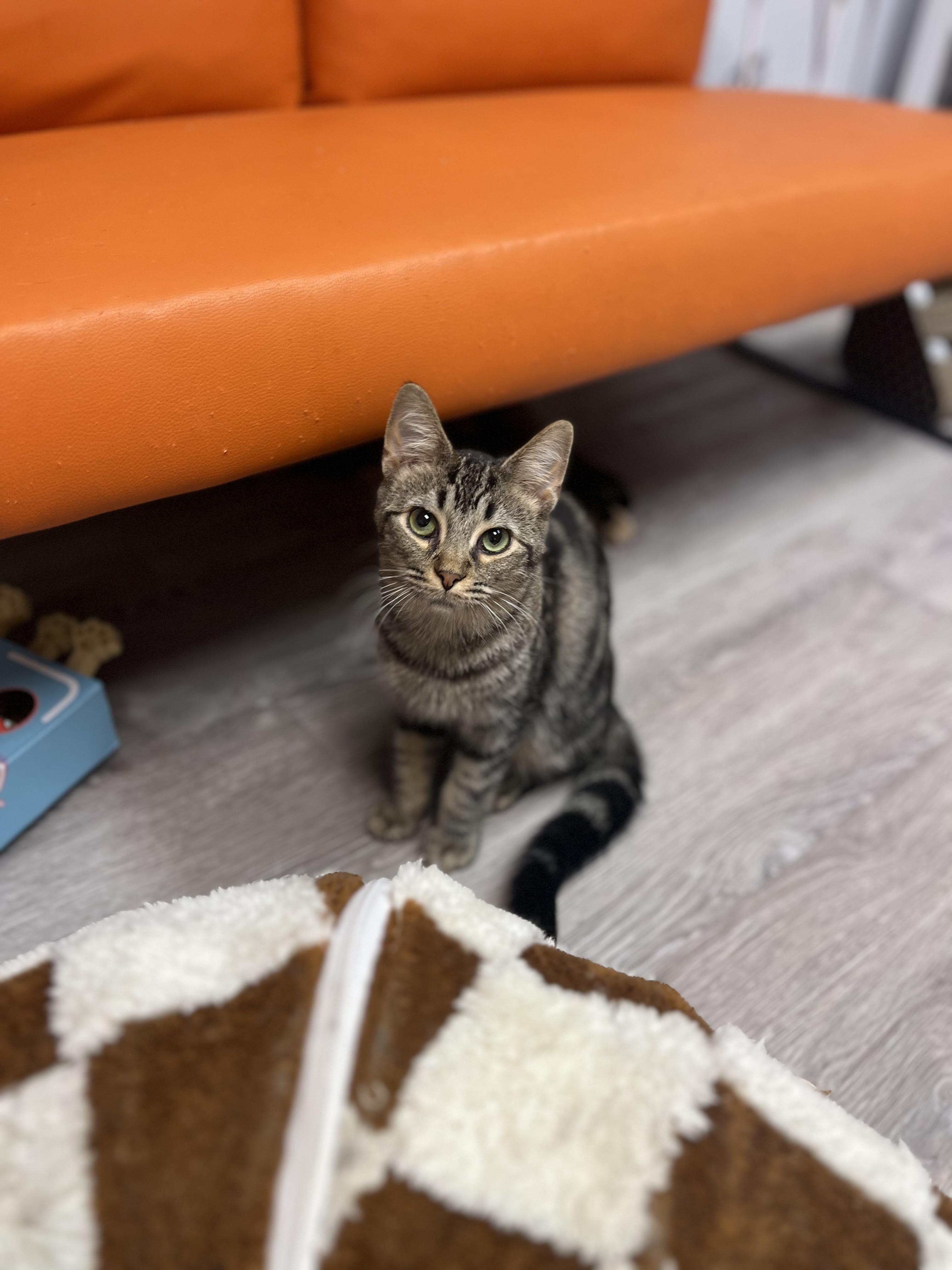 Choppy, Adoptable, Young Male Domestic Short Hair.