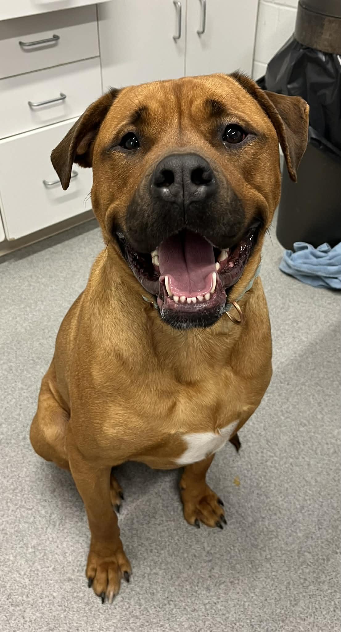 Enlarge Dexter, a ADOPTABLE Mixed Breed in Moundsville, WV image 2/2