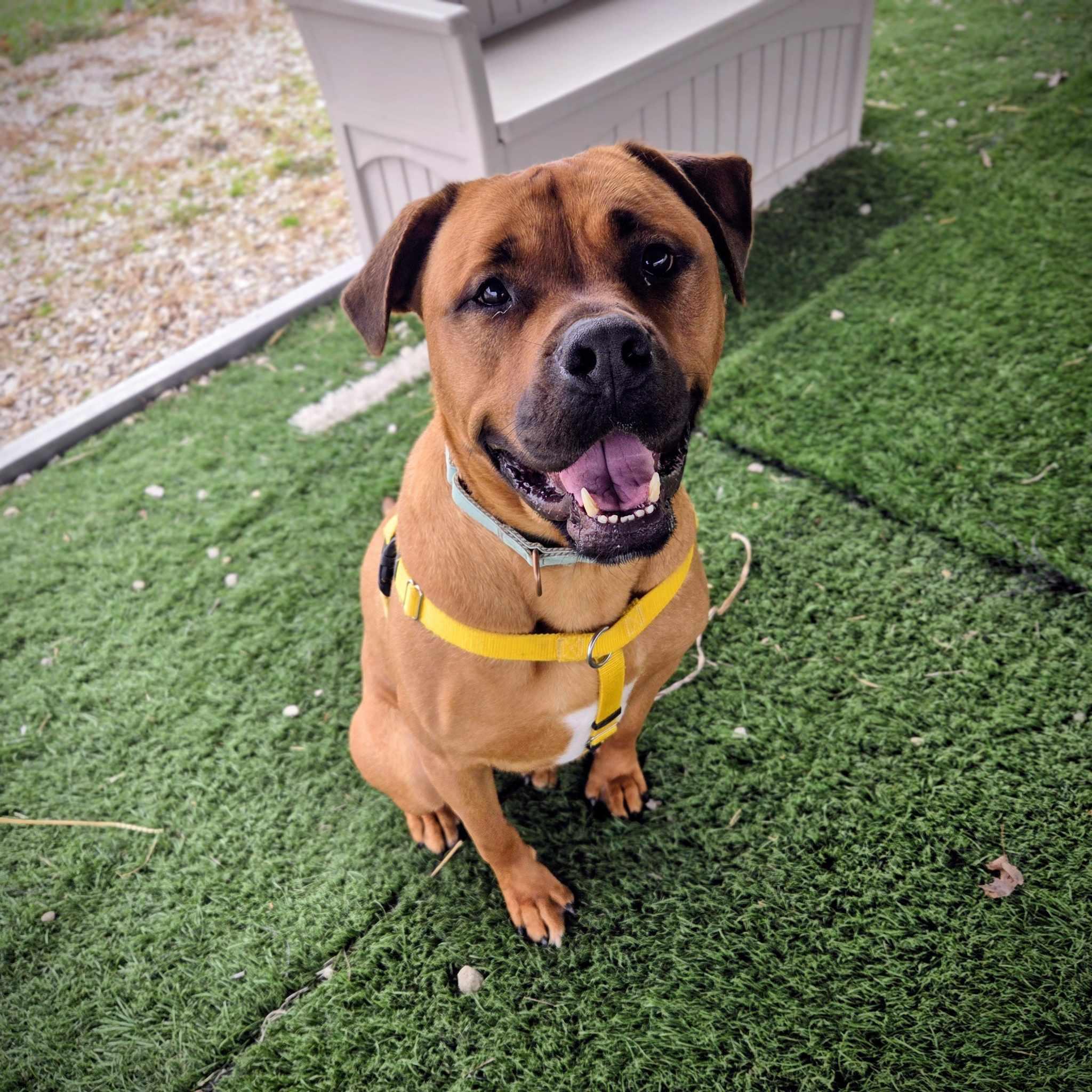 Enlarge Dexter, a ADOPTABLE Mixed Breed in Moundsville, WV image 1/2