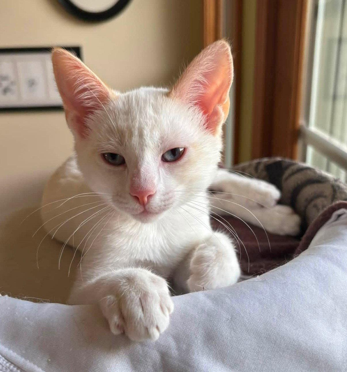 Dove, Adopted, Kitten Female Siamese.