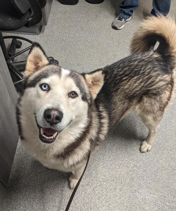 Enlarge Lobo, a Adoptable mixed breed in Escondido, CA image 1/1