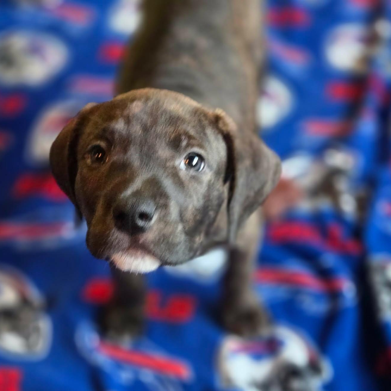 Enlarge Rocky Road, a Adopted mixed breed in Spencerport, NY image 4/6