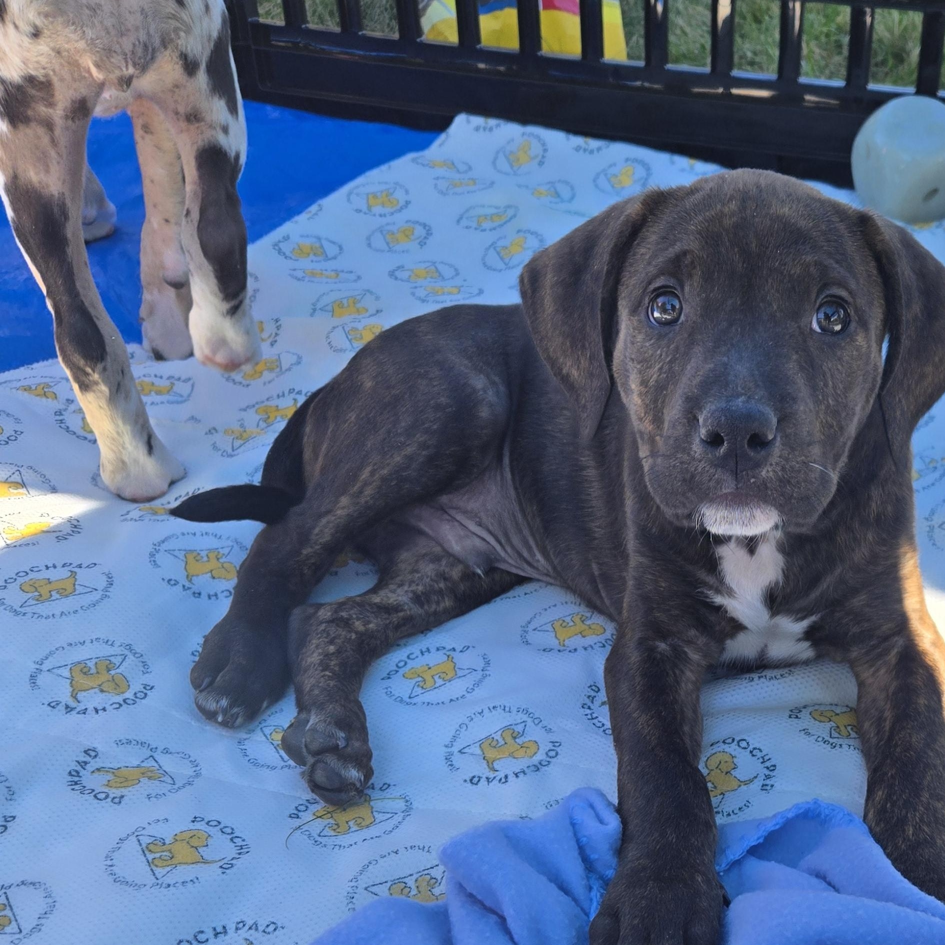Enlarge Rocky Road, a Adopted mixed breed in Spencerport, NY image 2/6