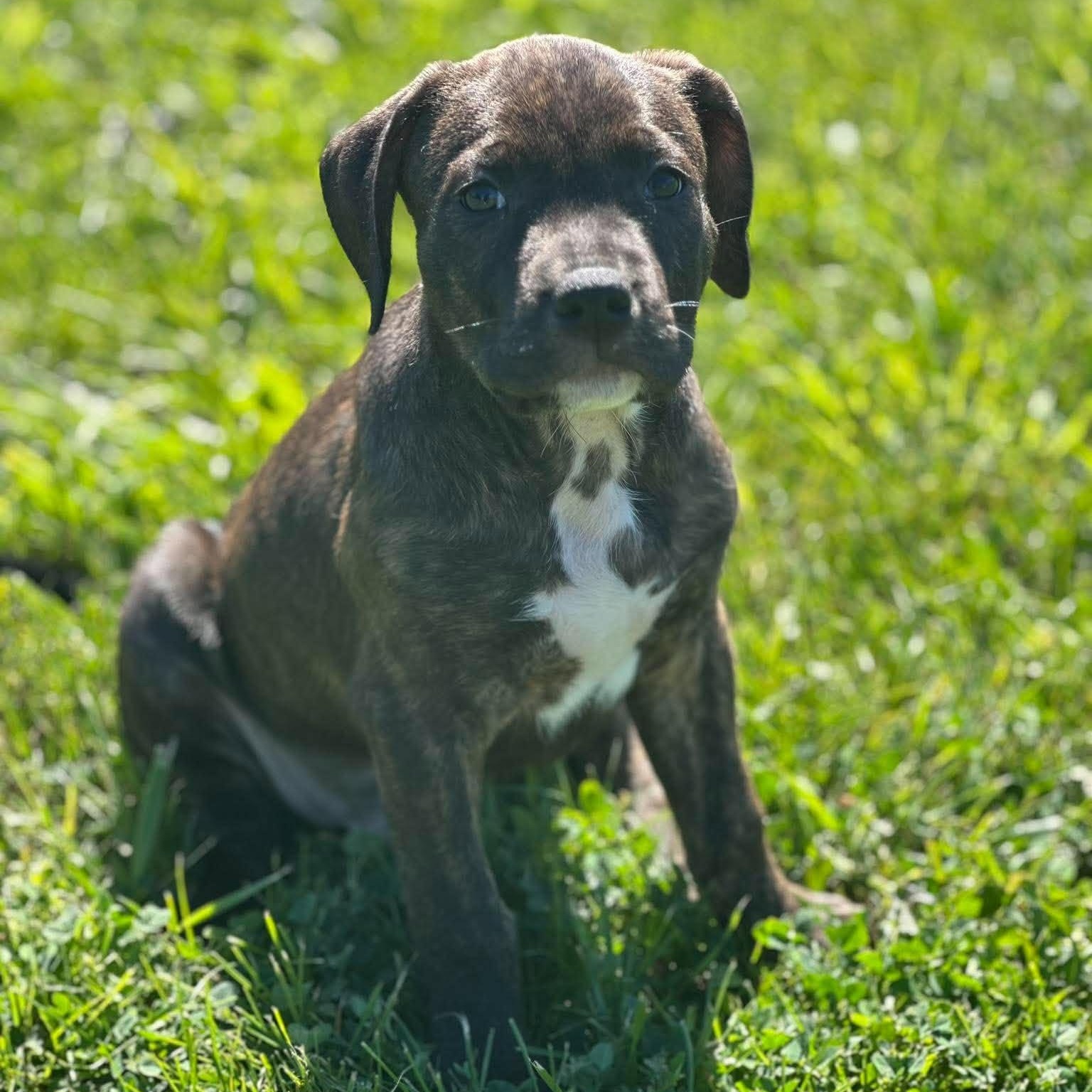 Enlarge Rocky Road, a Adopted mixed breed in Spencerport, NY image 5/6